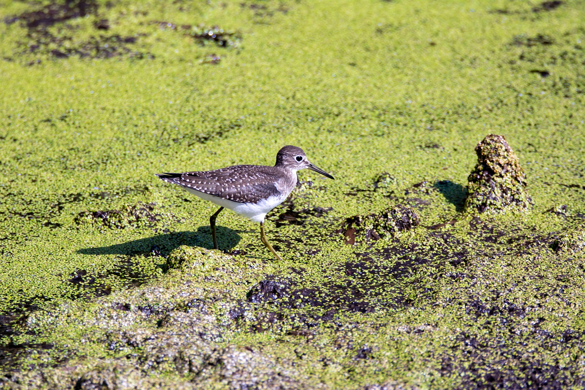 Solitary Sandpiper, juvenile
