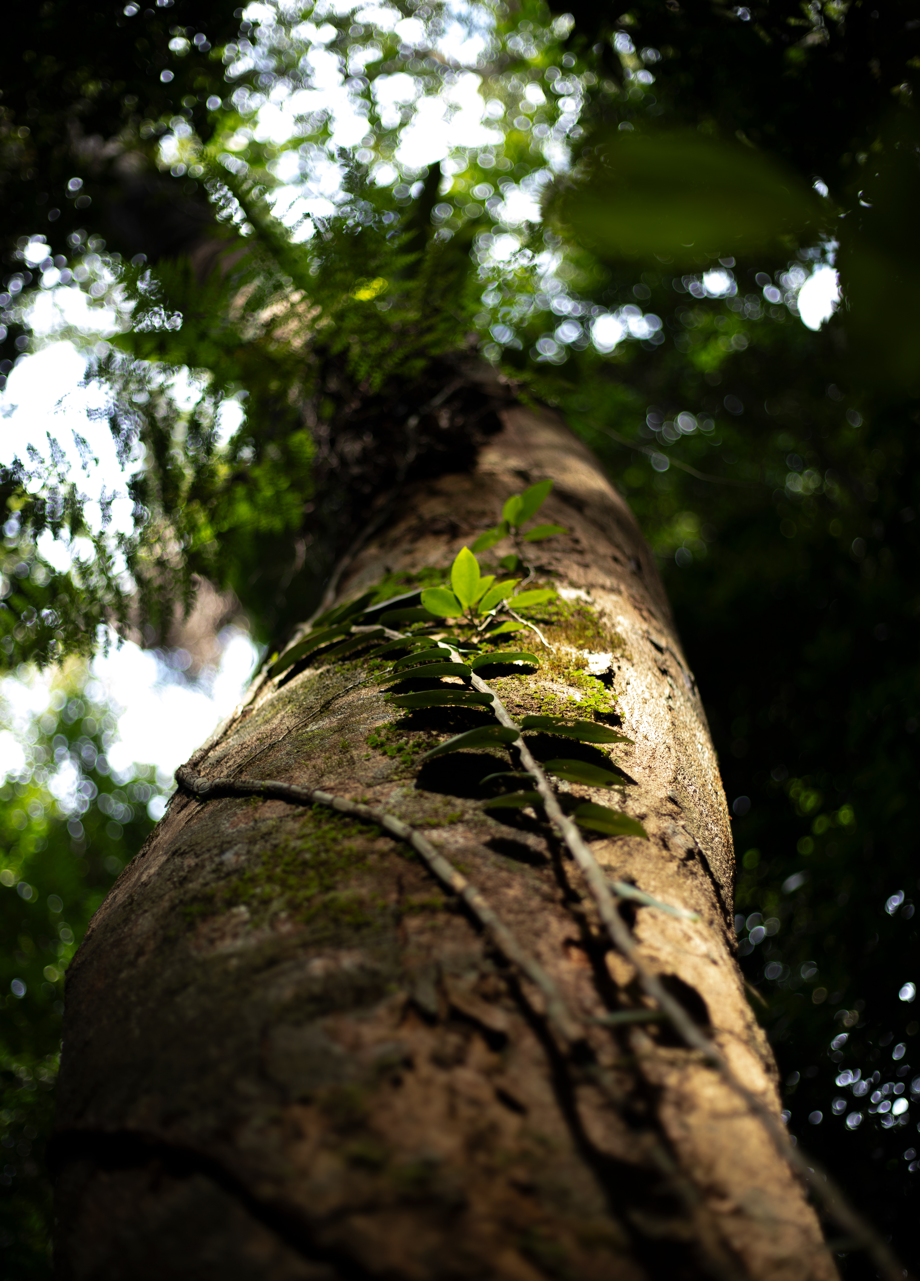 Climbing plant reaching for the light that dapples through the canopy