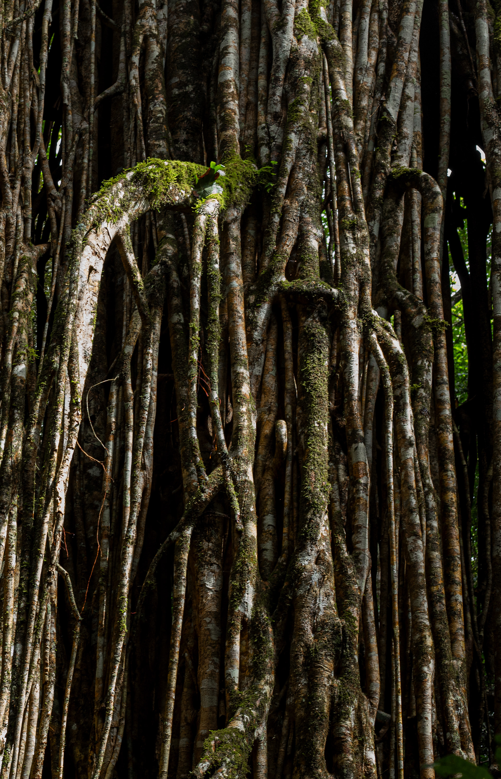 This strangler fig is over 500 years old