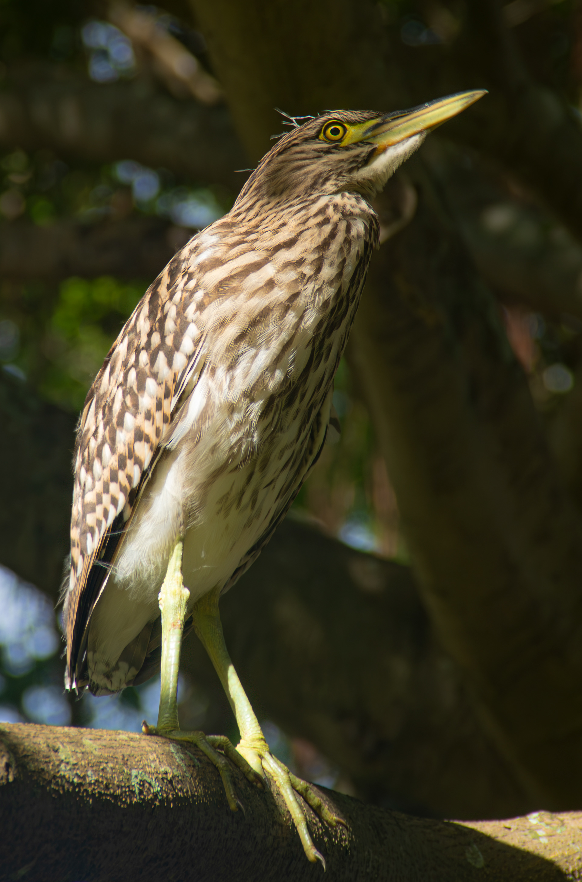 Night Heron taking shade where the rainforest meets the sea
