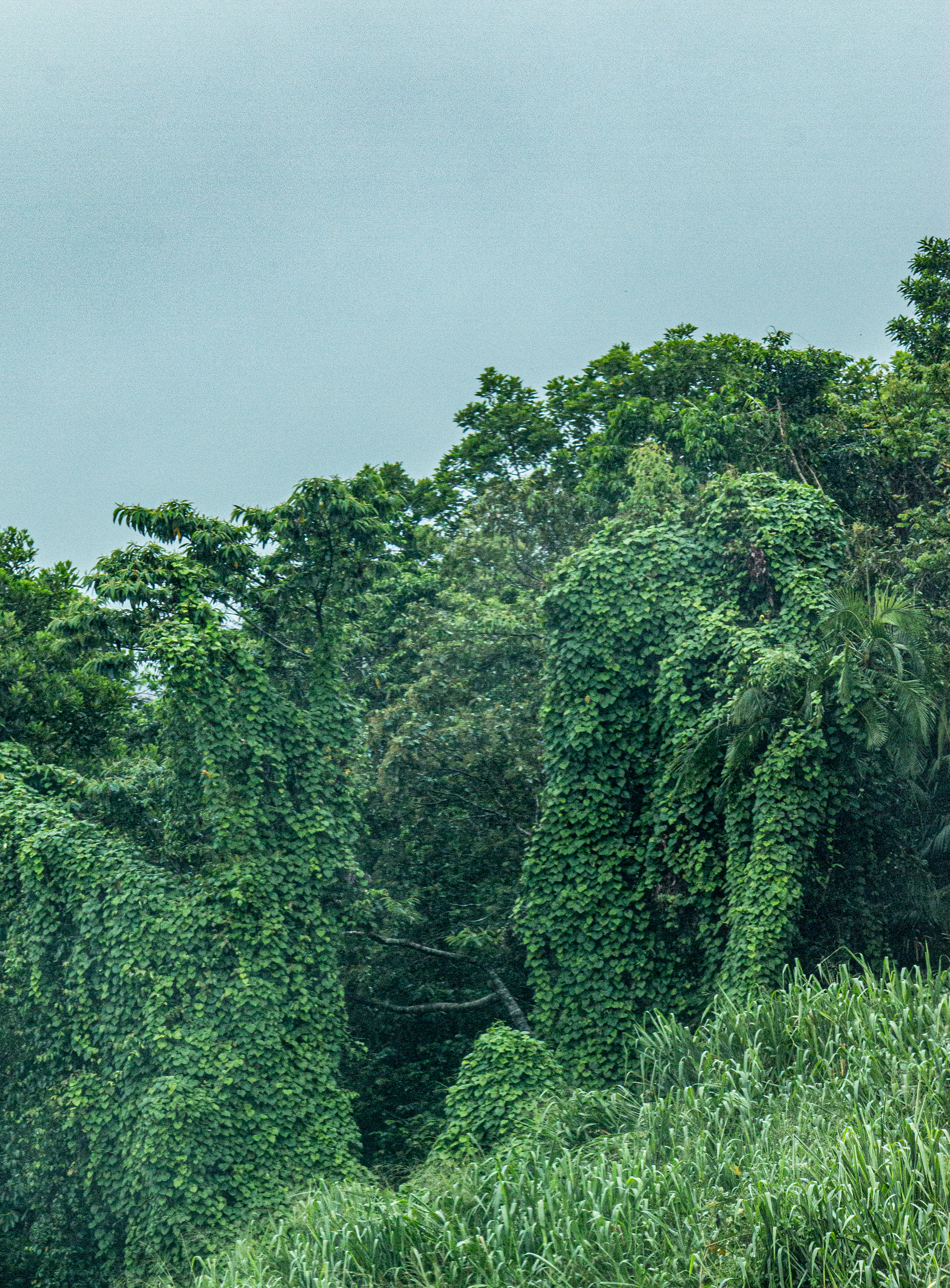Native trees submit to the ghostly figures of the invasive Turbina Corymbosa