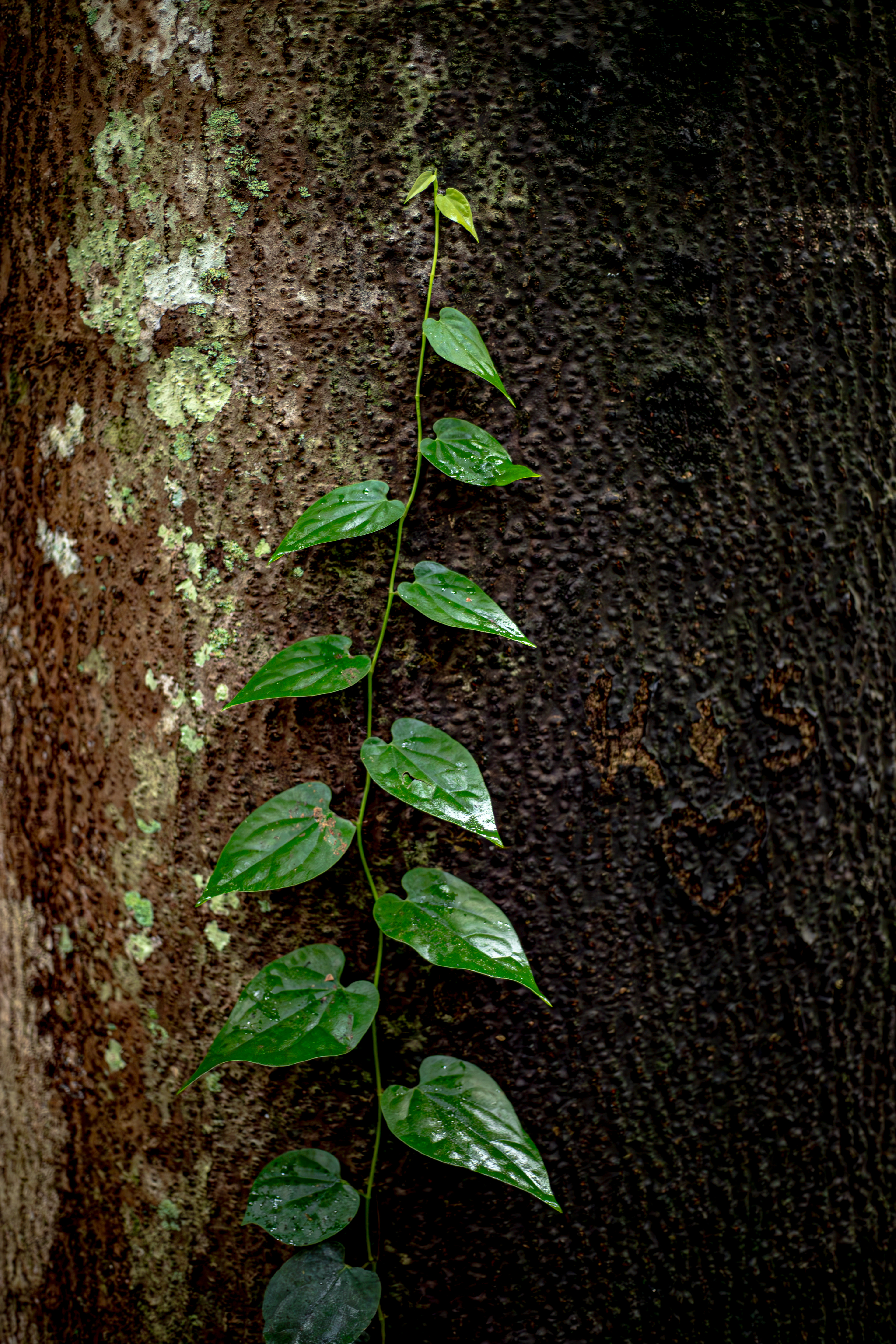 a fresh sapling begins it's climb