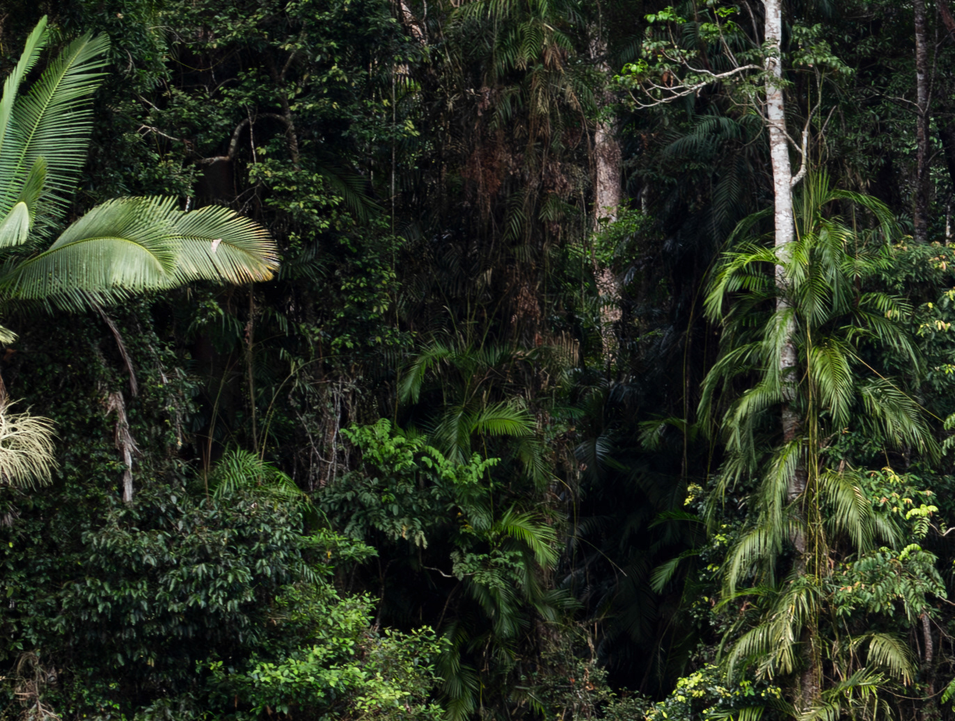 Darkly verdant intensity, restless and untamed