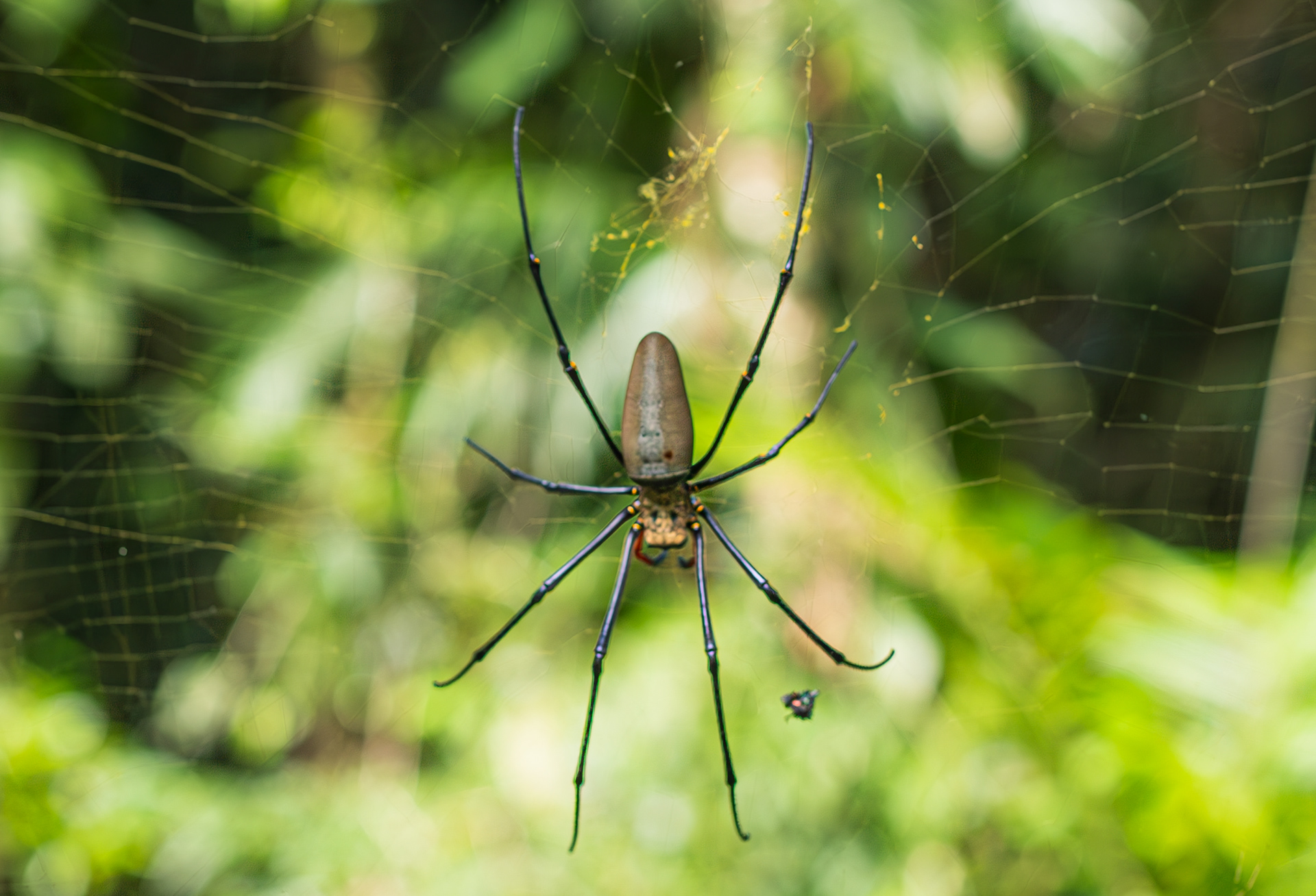 Nephila, the Giant Golden Orb Weaver, resident of Mossman Gorge, and keeper of the Rope Bridge.
