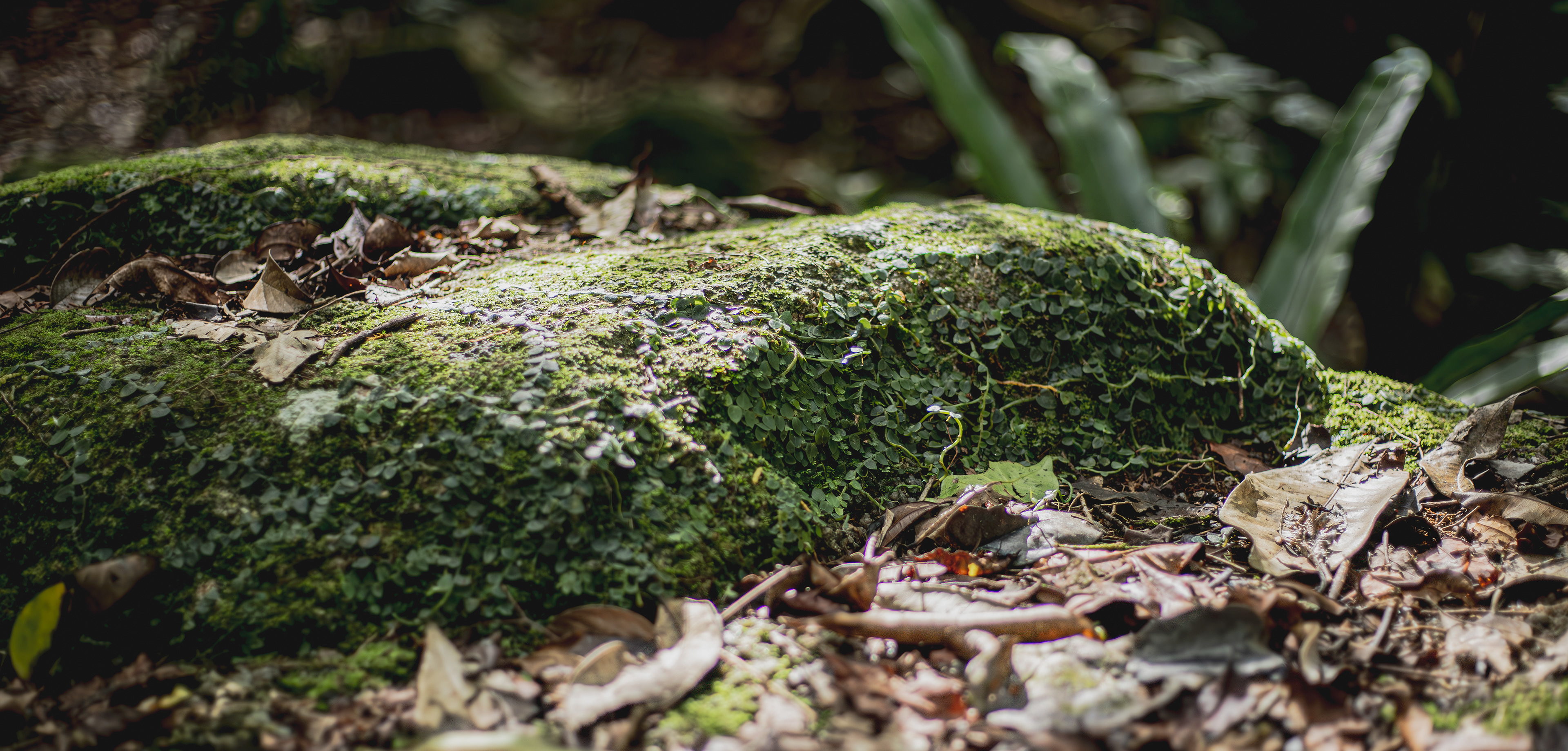 Delicate undergrowth