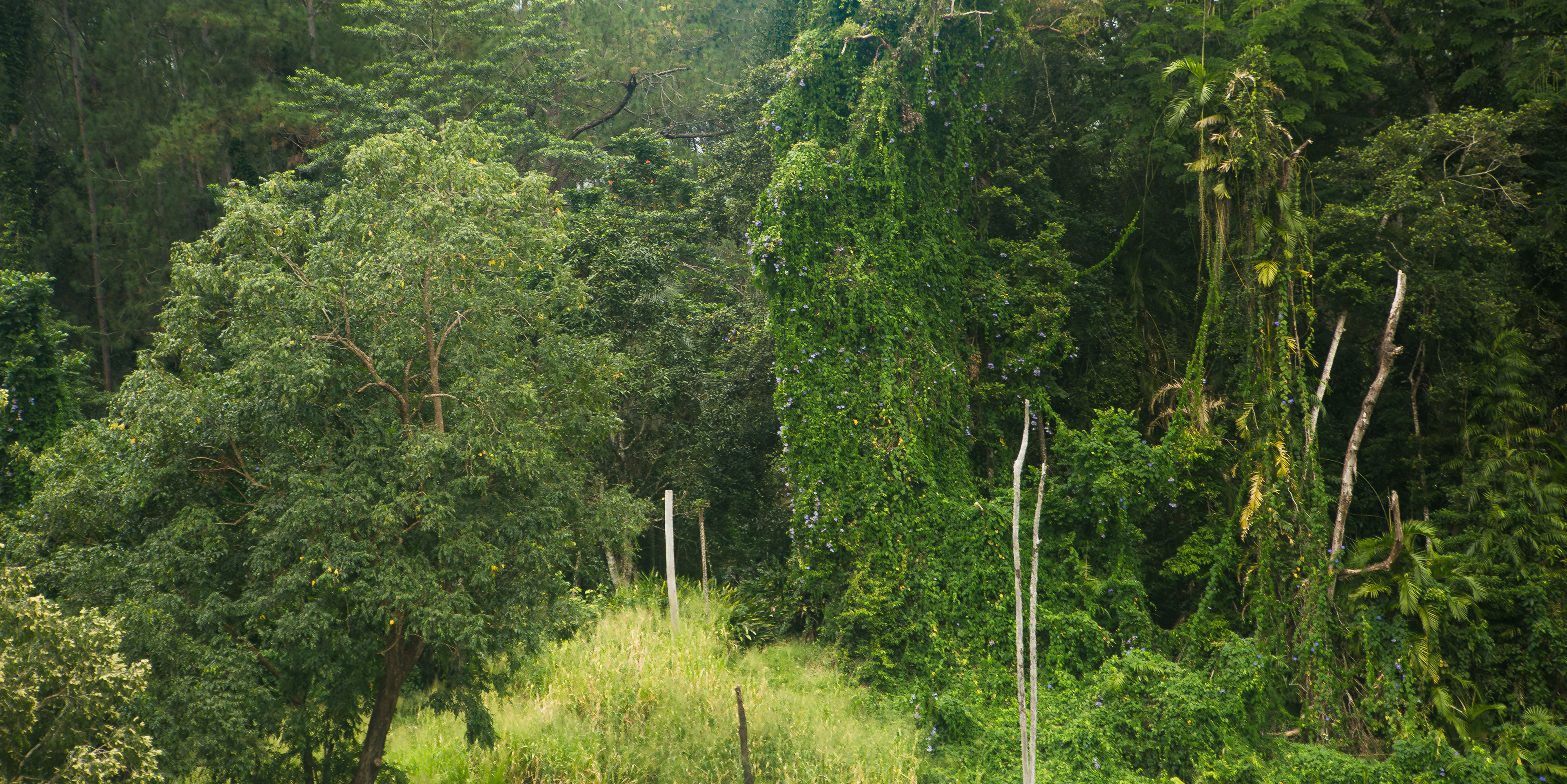 forest meets jungle