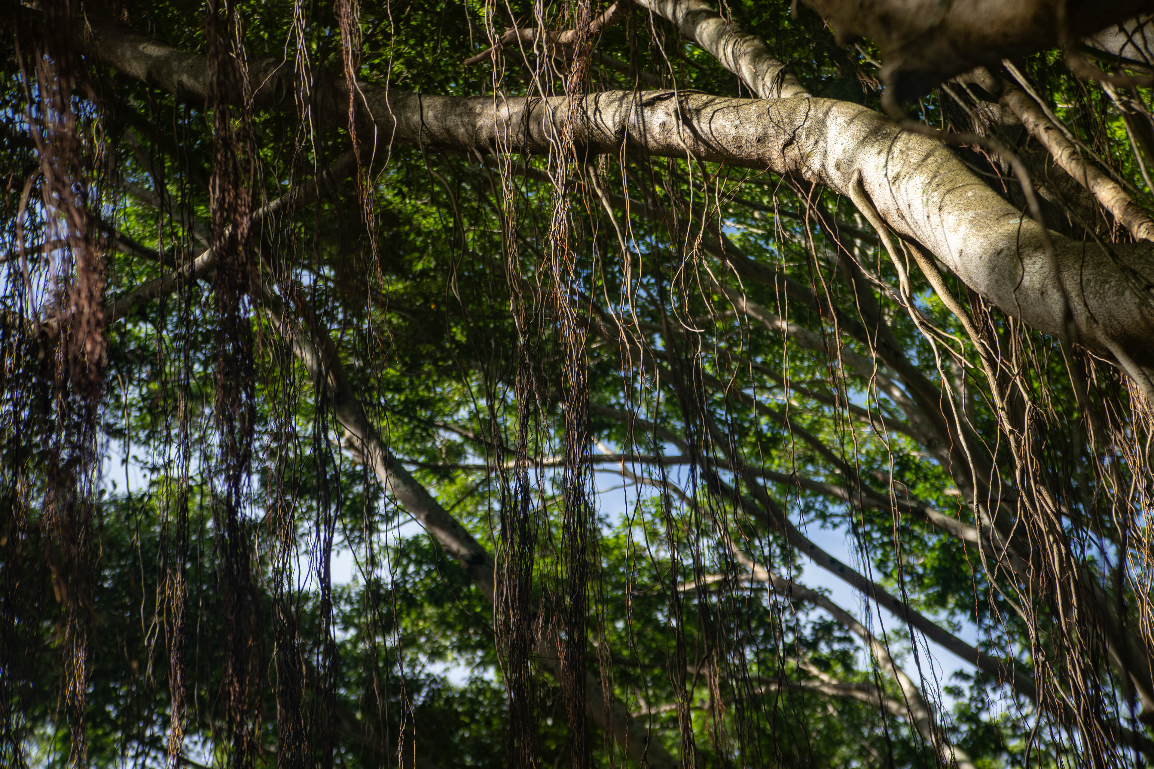 in this beautiful tree