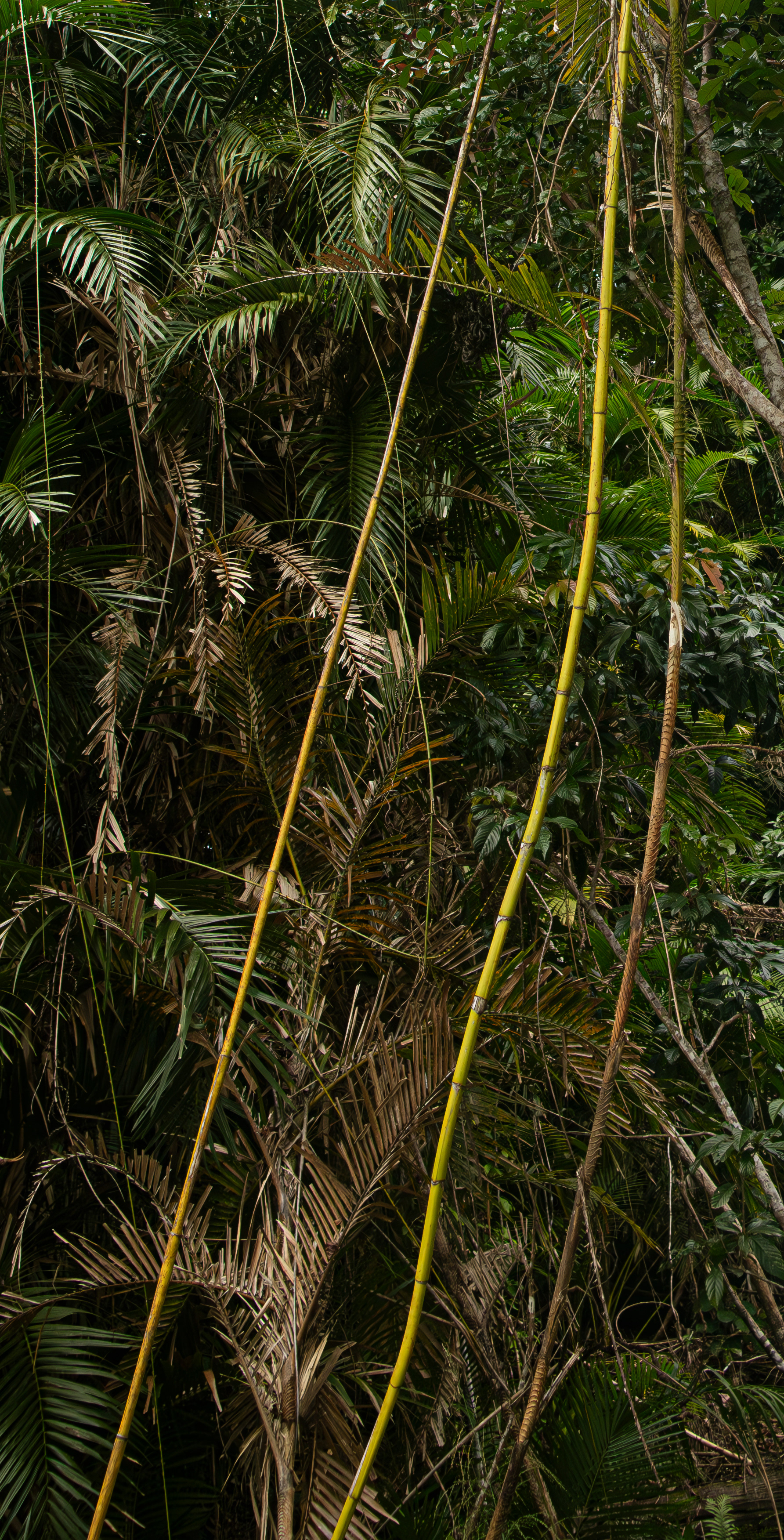 Ropey vines of the wily Calamus Moti