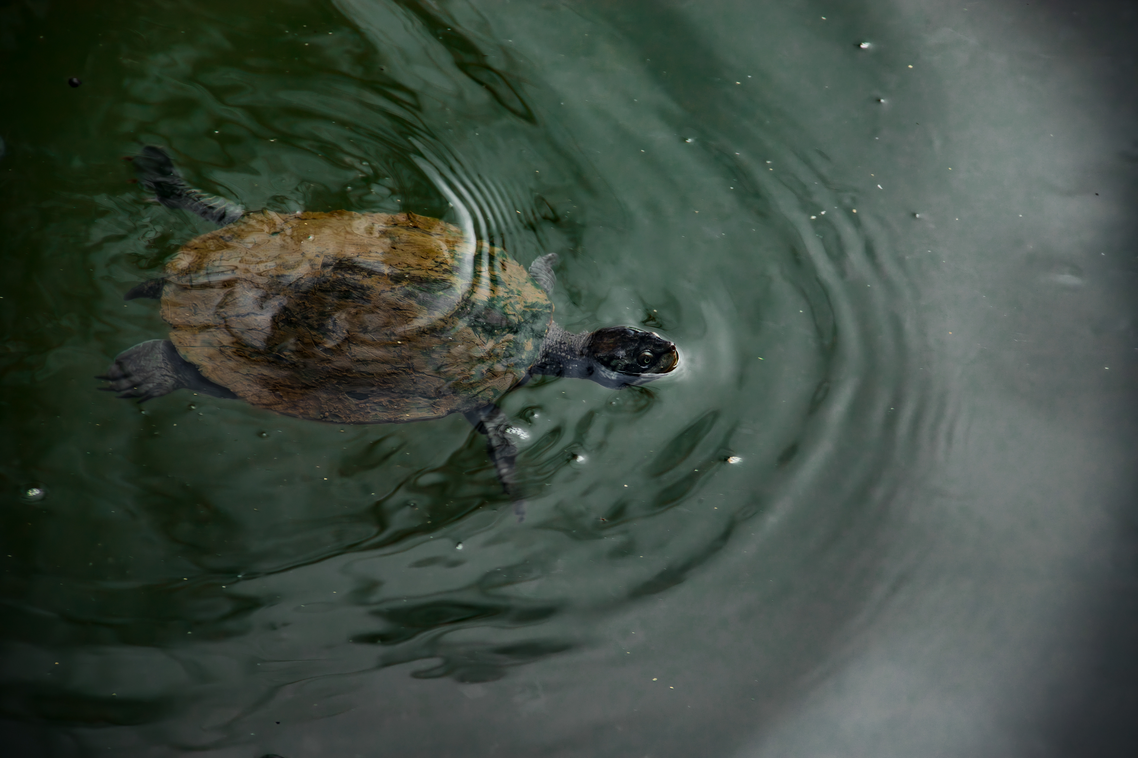 Snapping turtle in the Barron River