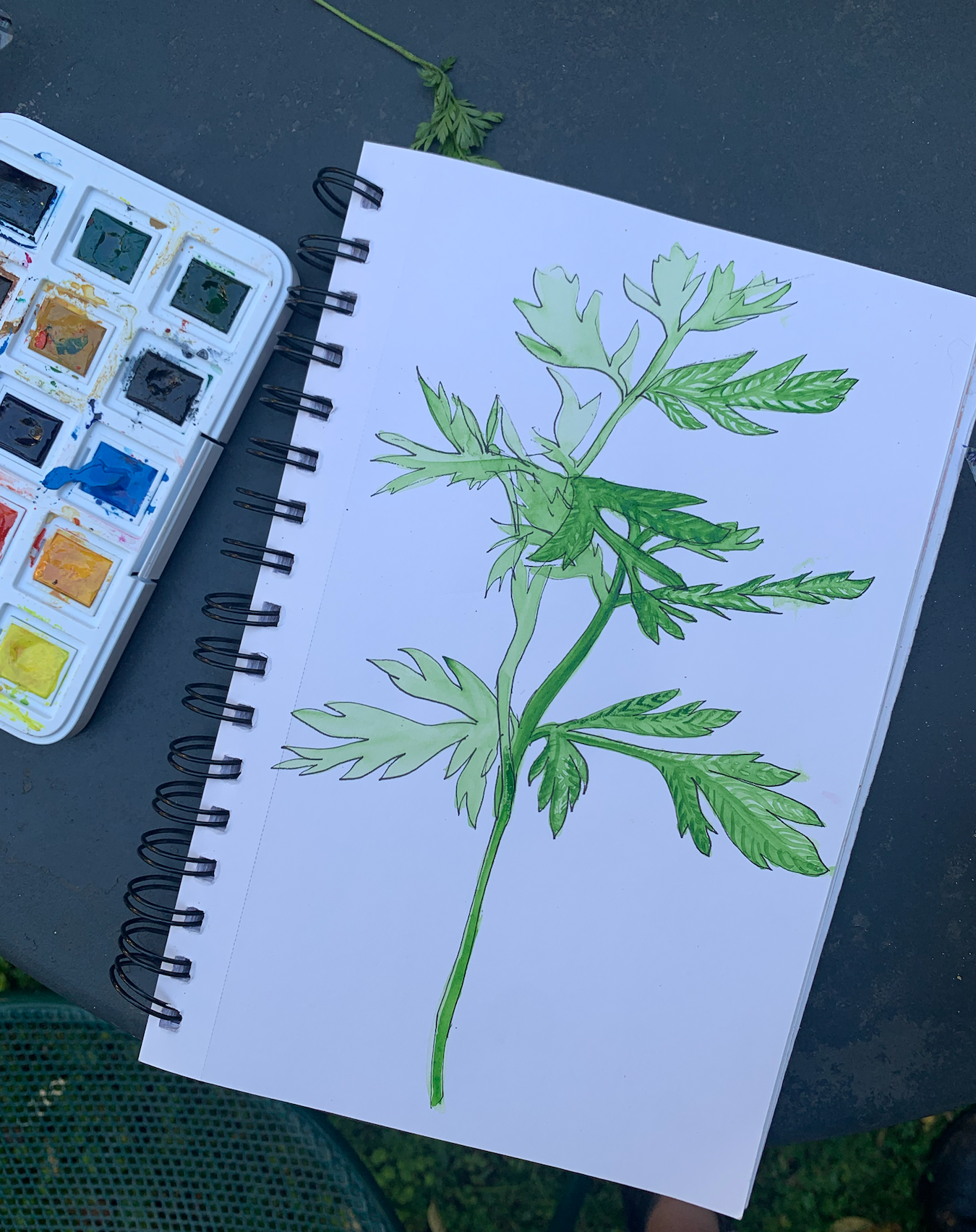 the watercolor study