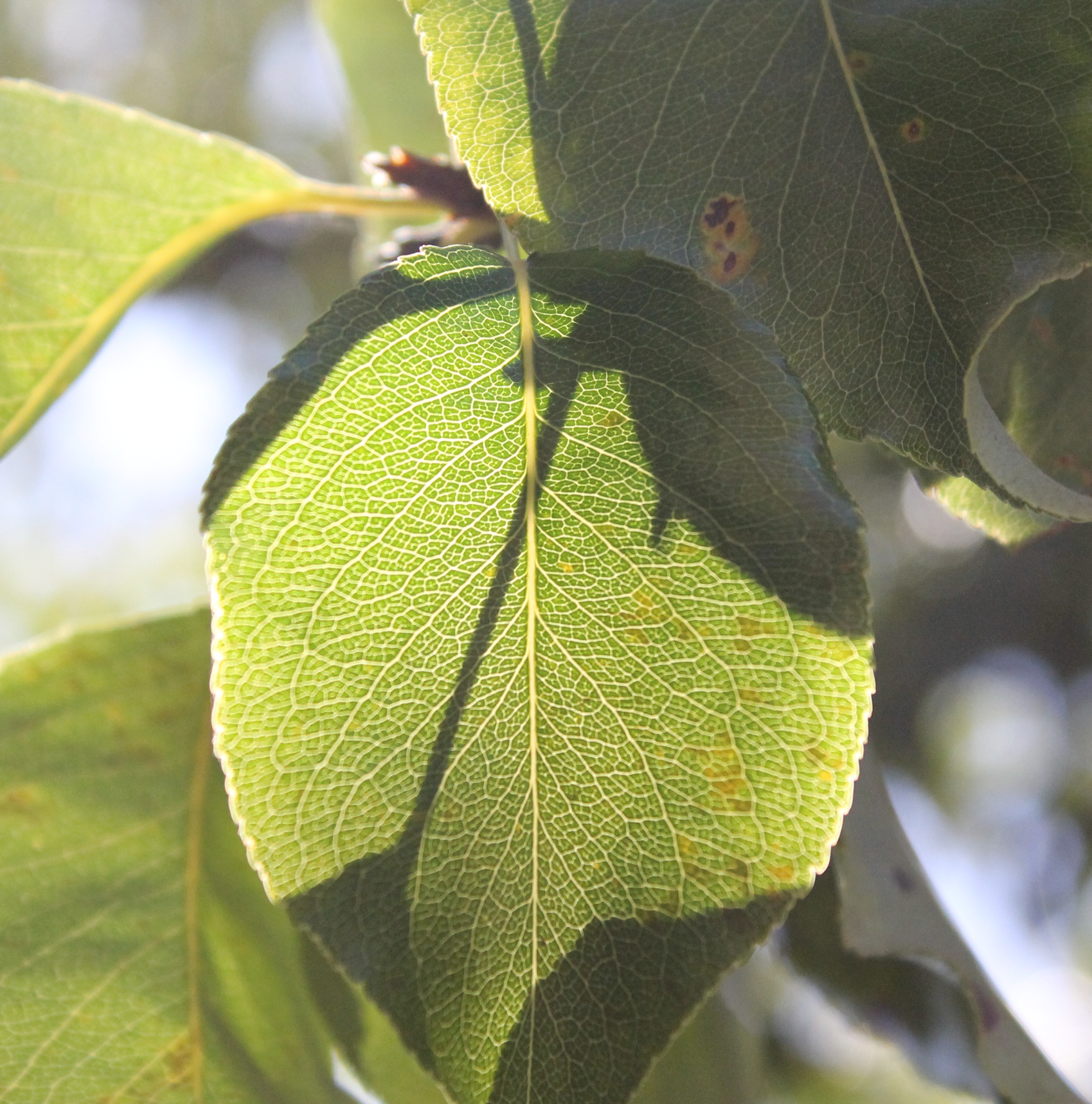 picture I took on a Canon DSLR (unrelated to this project, but demonstrates exactly what I was trying to describe!)