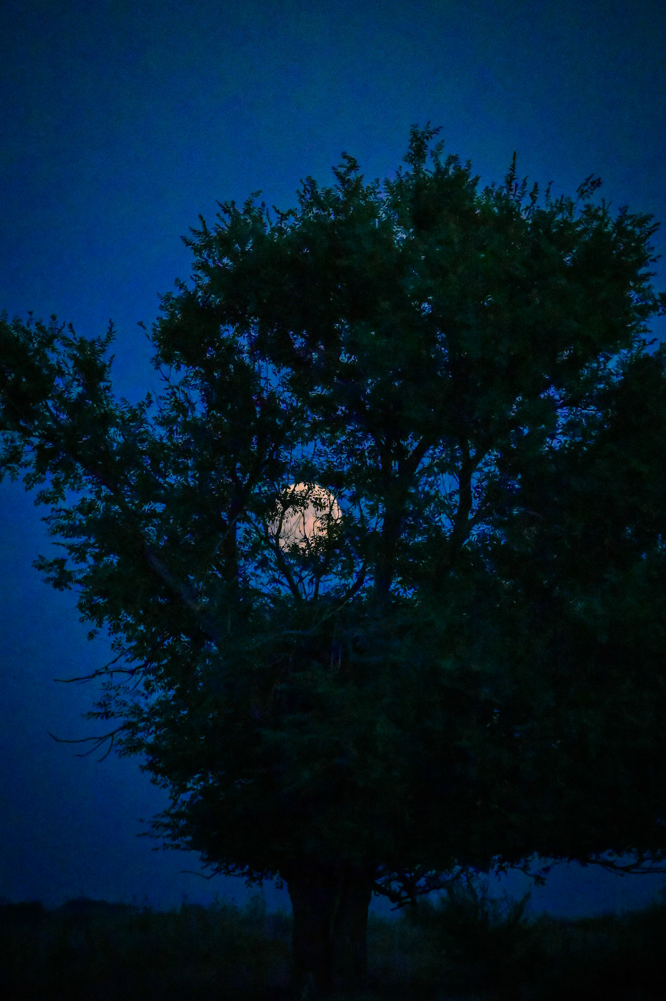 night moon
