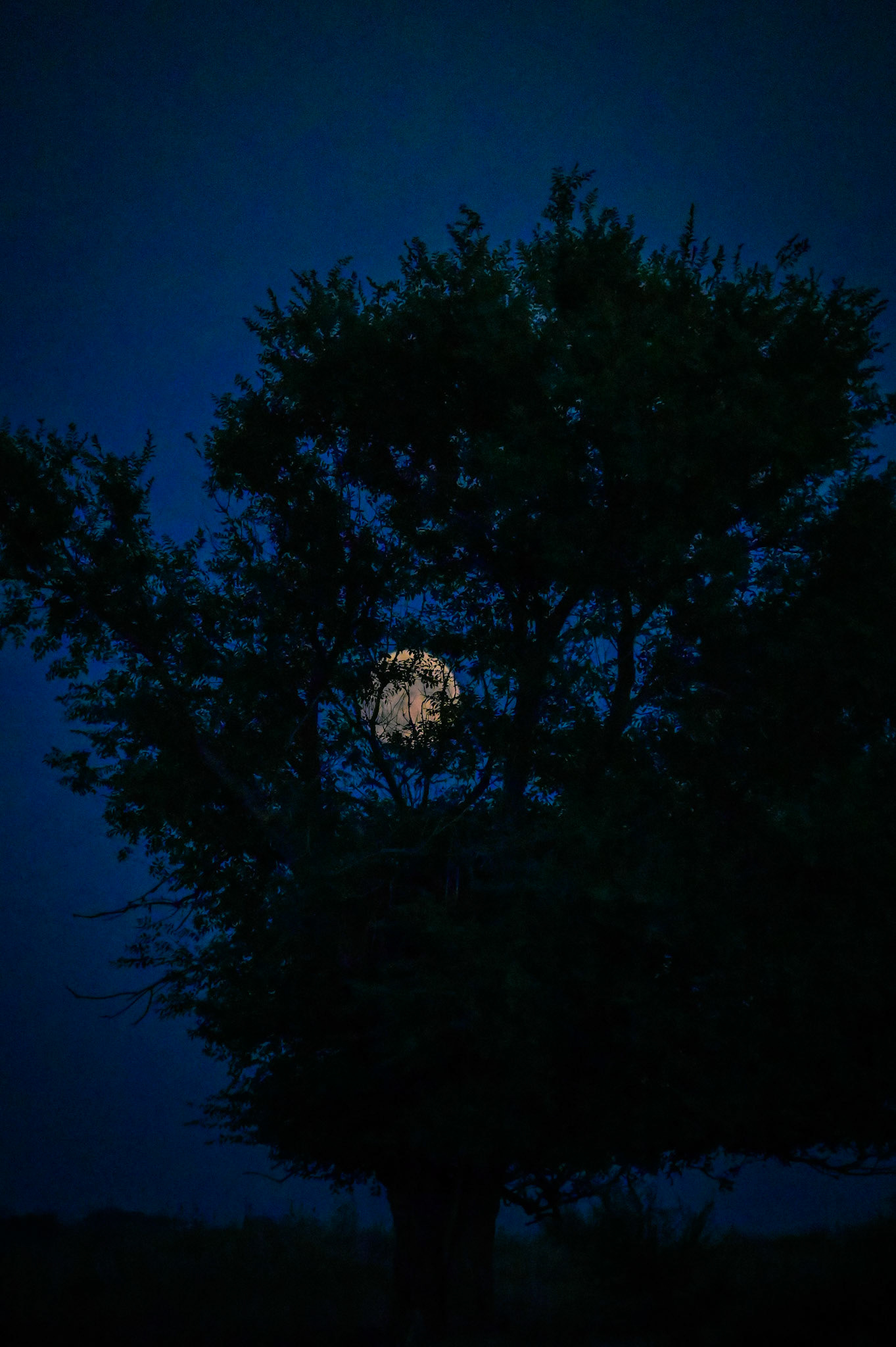 night moon