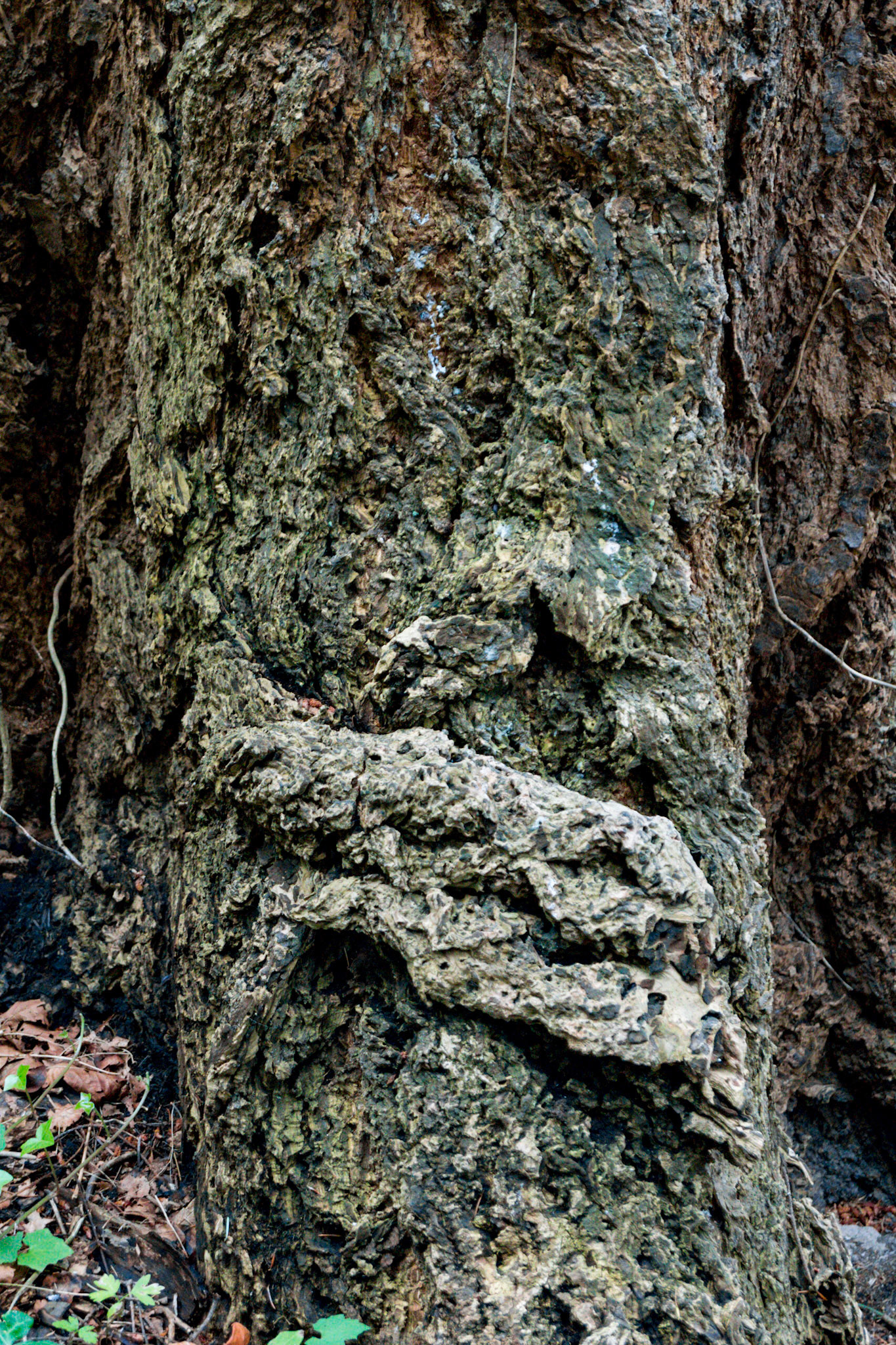 16x24 photo print $100.00    24x36 wall art canvas $275.00