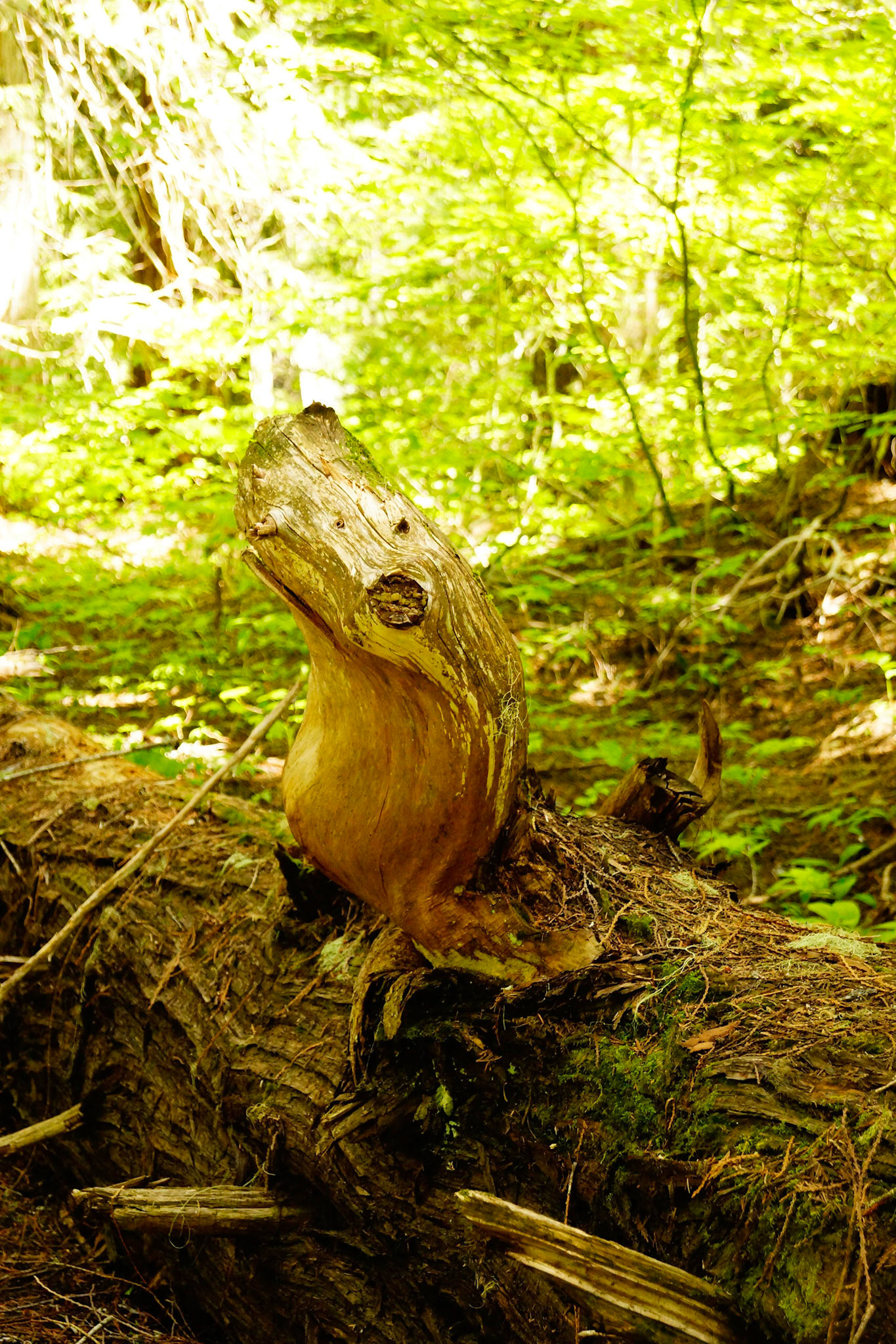 A tree seal