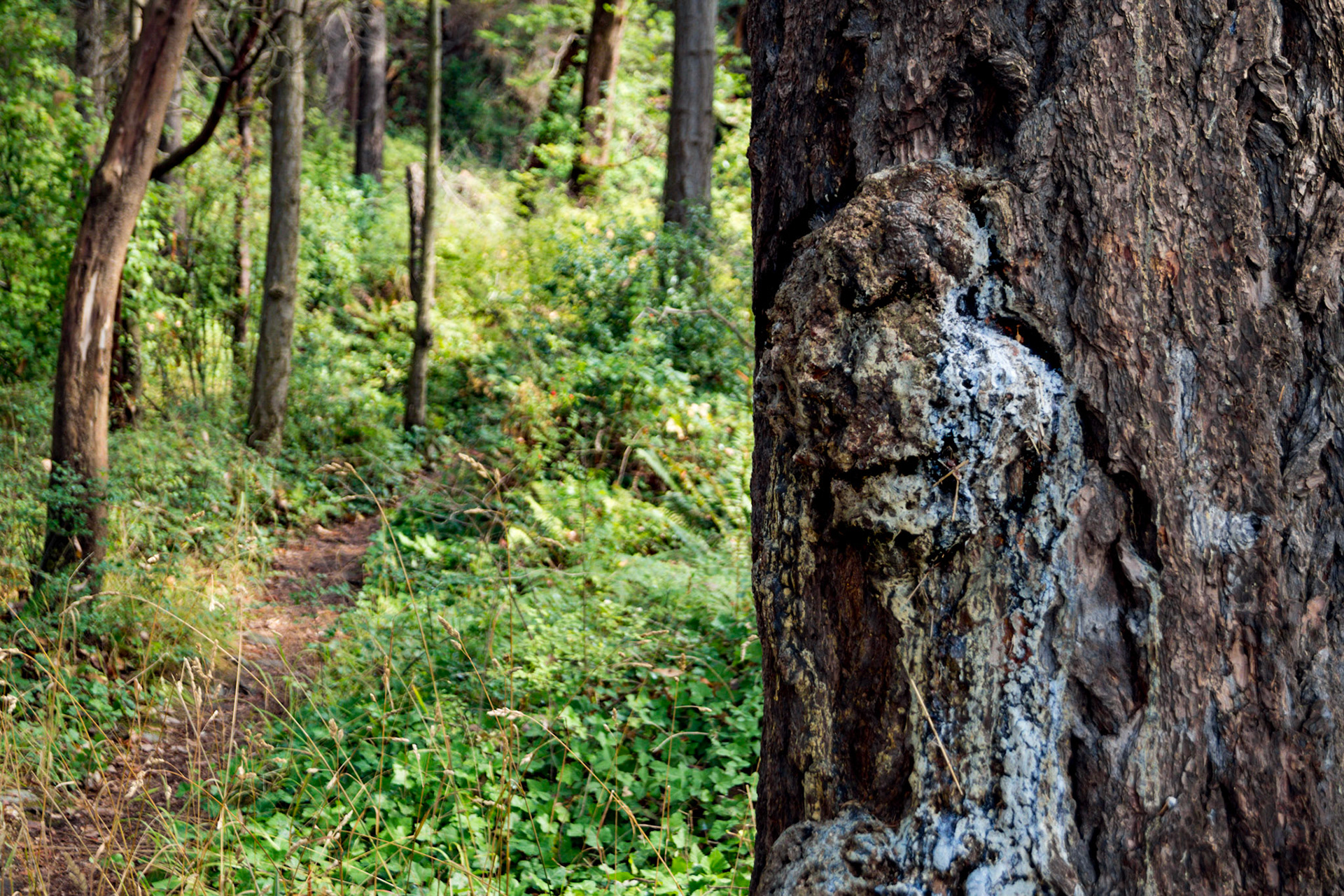 Real tree Cap Sante trail, Trees Speak. No Photoshop just a real Photo