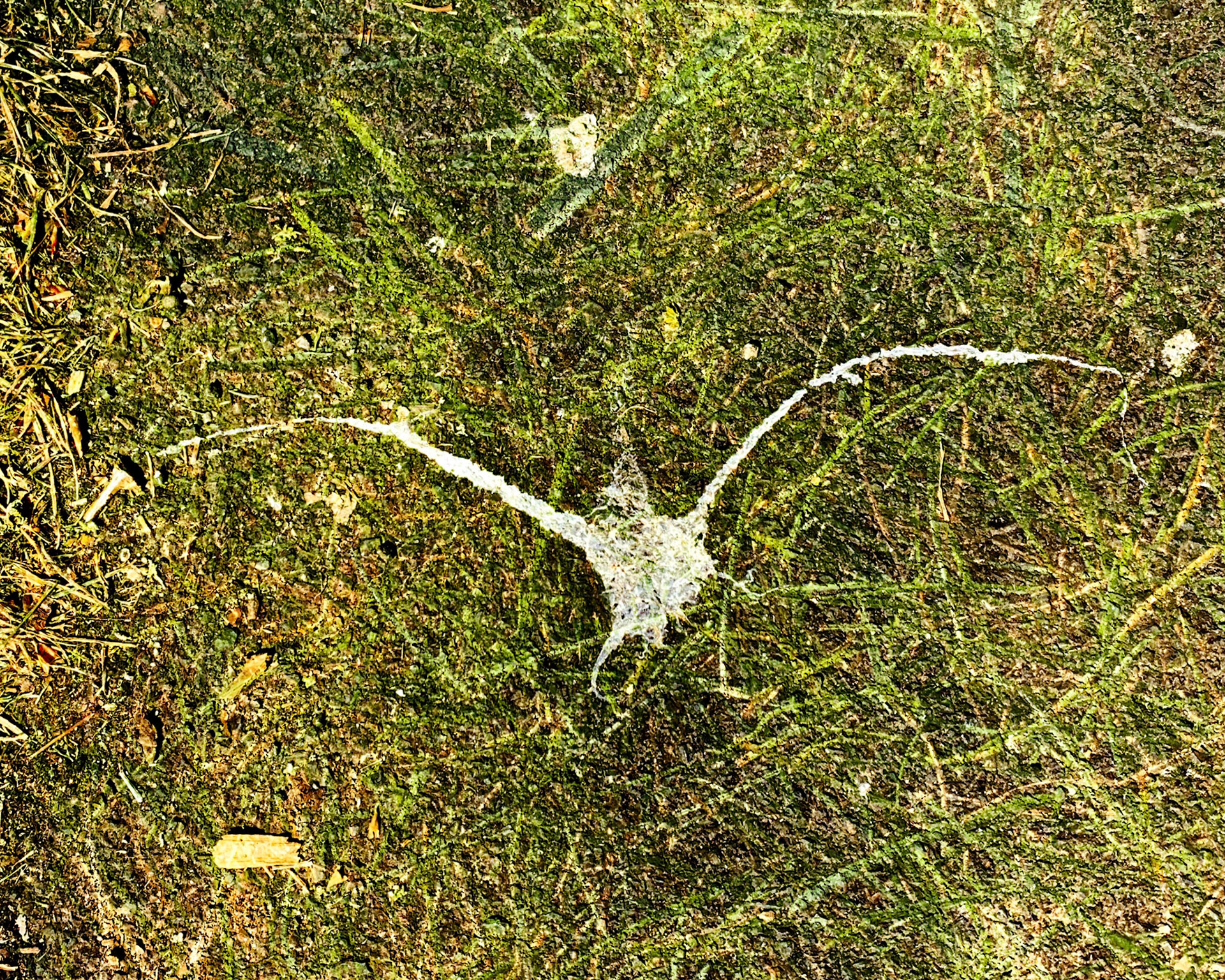 Avian Self Portrait