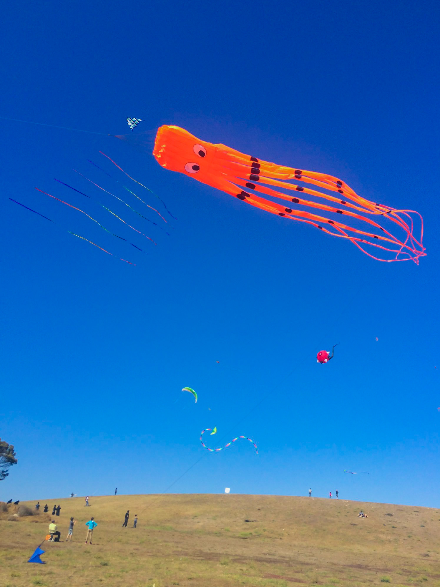 Kite Fly