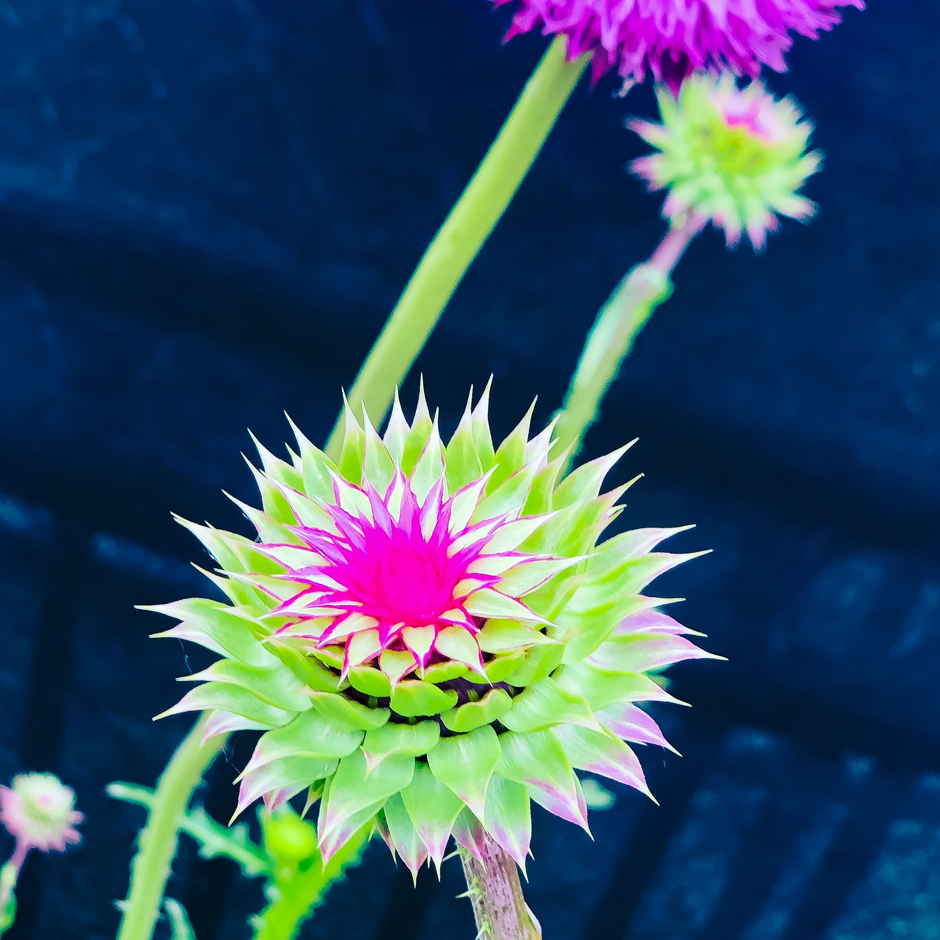 Nodding Thistles
