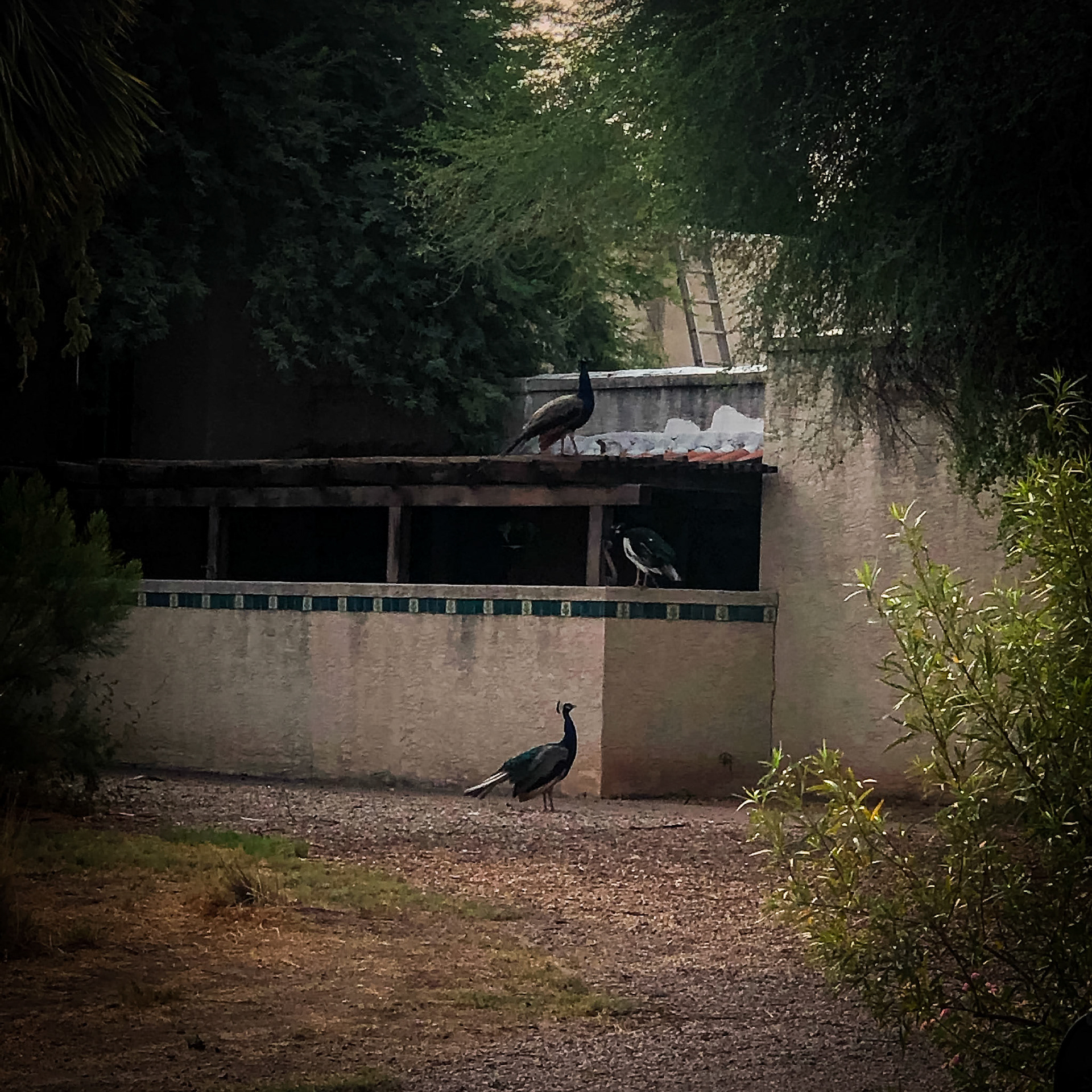 Peacocks at the Haunted Ranch
