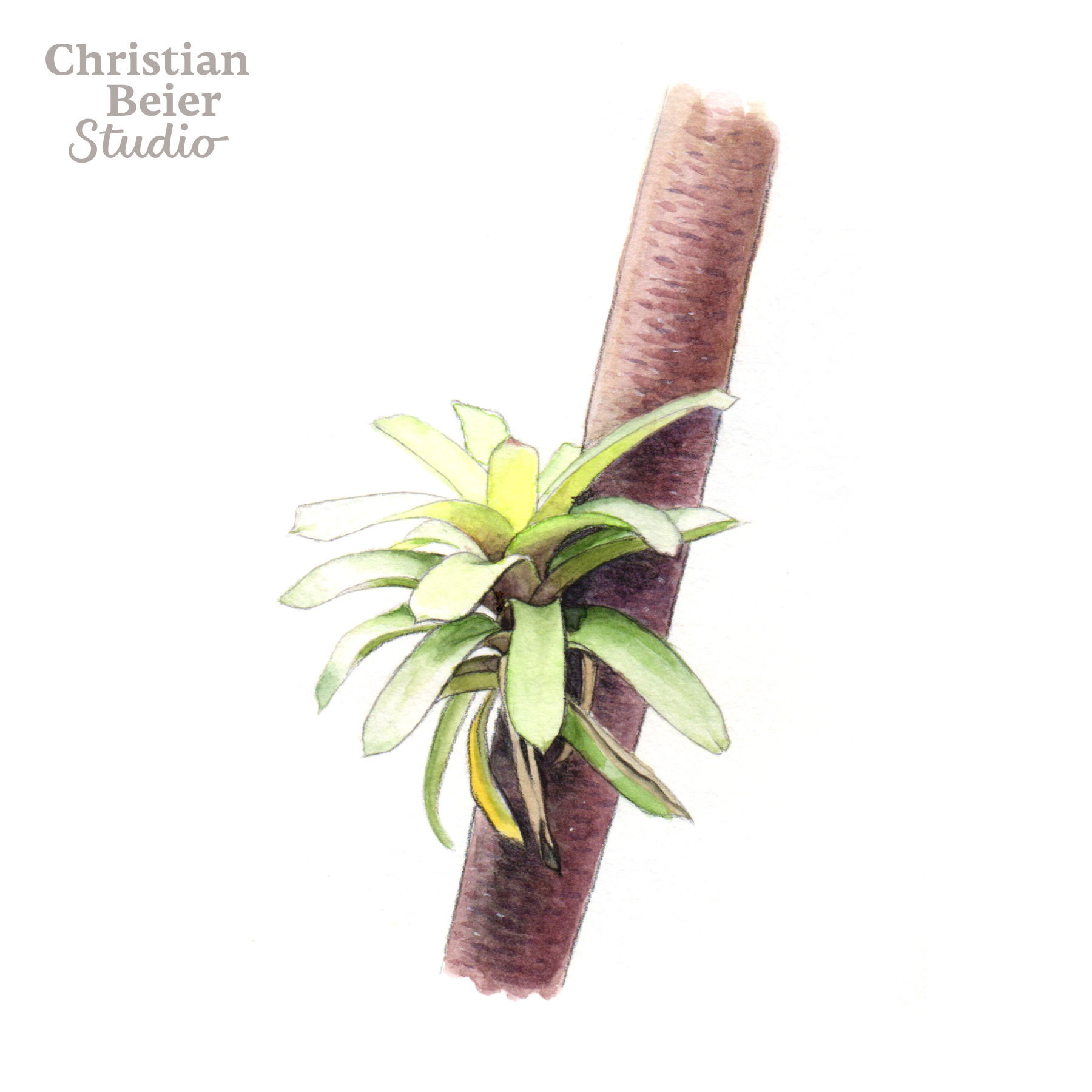 Bromeliad, 2019. Watercolors and colored pencils.