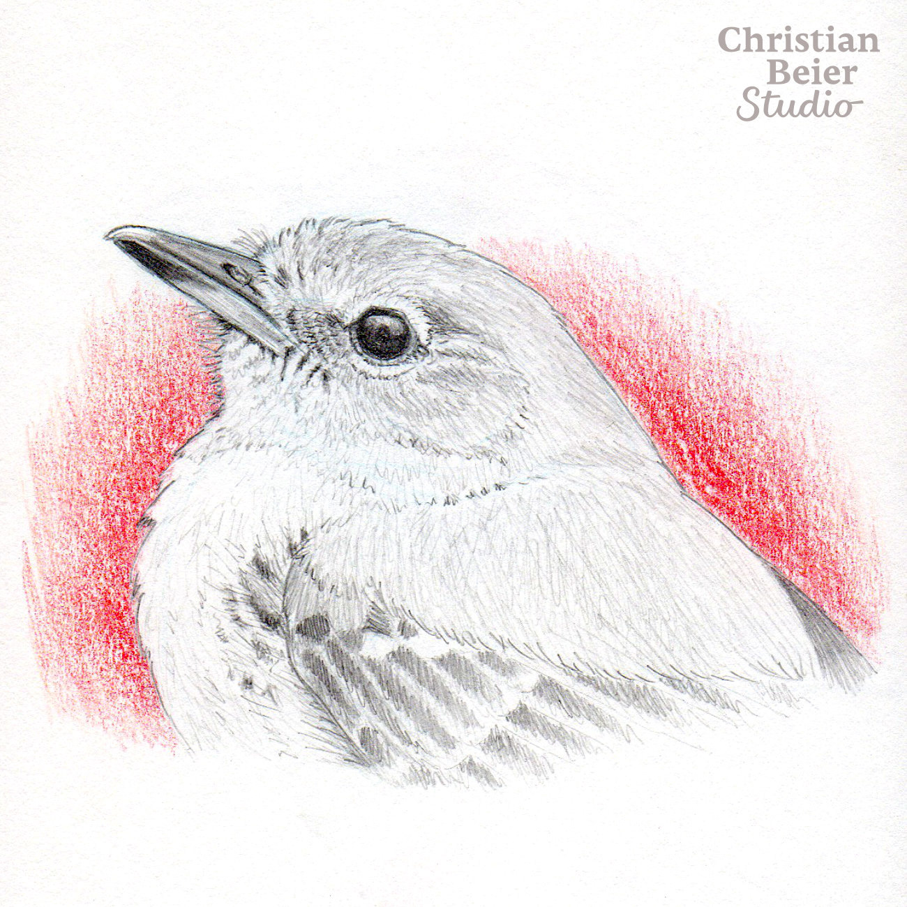 Mottle-cheeked Tyrannulet (Phylloscartes ventralis), 2020. Graphite and colored pencil.