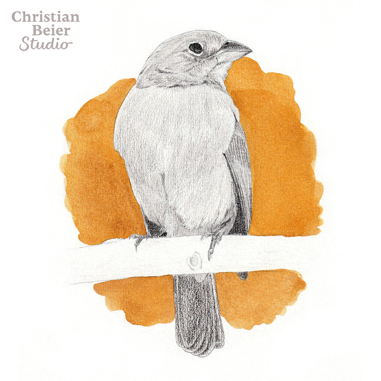 Red-crested Finch (Coryphospingus cucullatus), 2021. Graphite and watercolor.