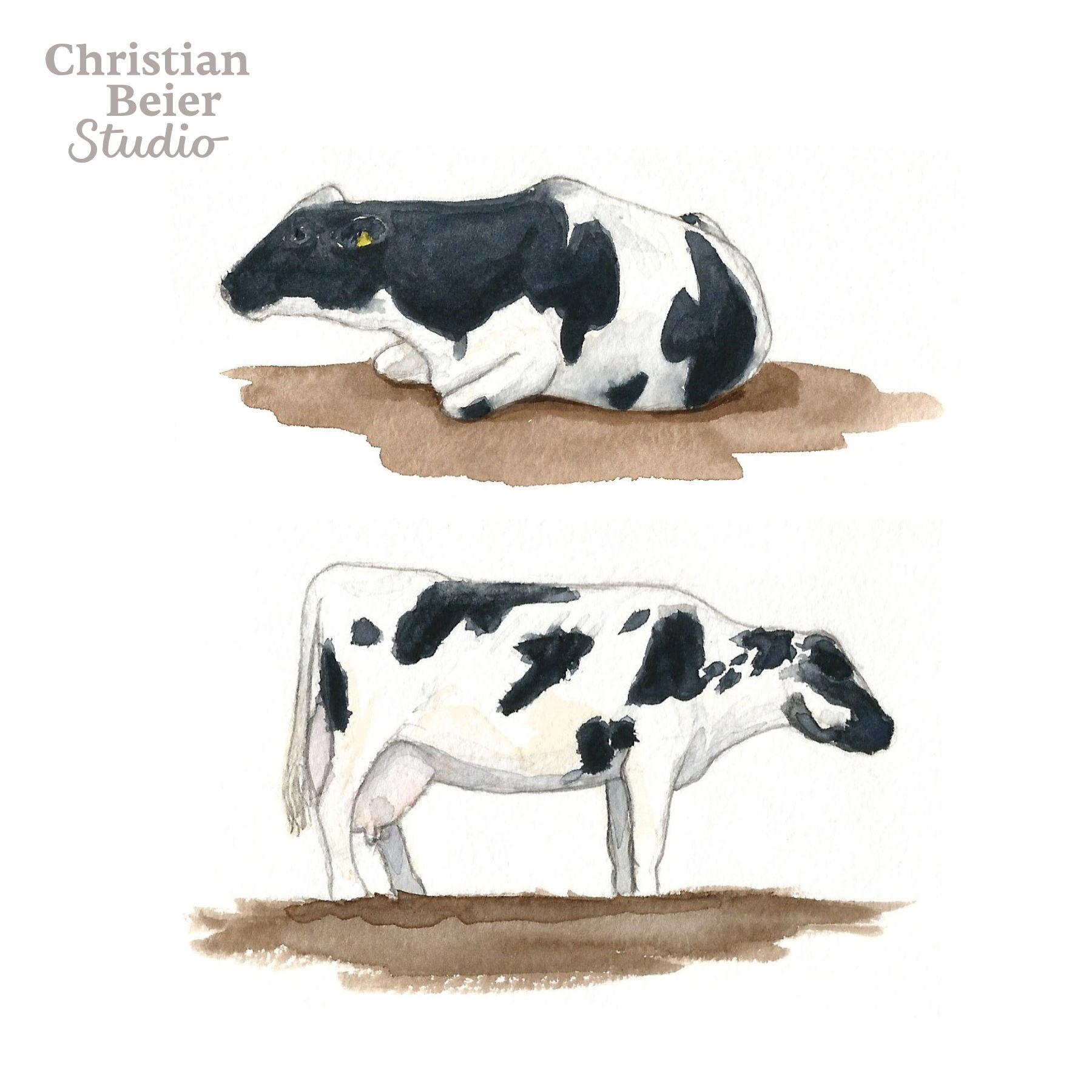 Dairy cows, 2018. Watercolors.