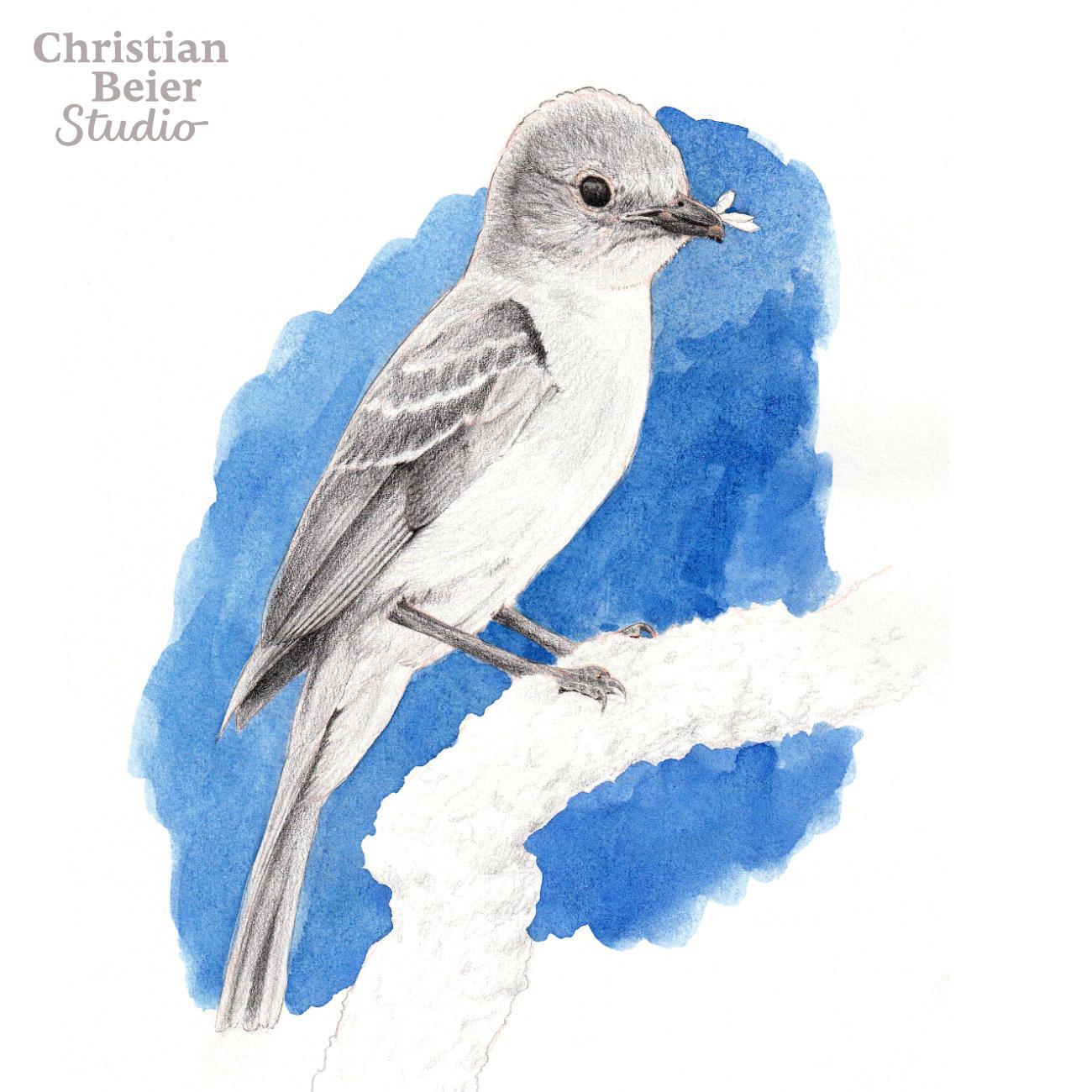 Southern Scrub-Flycatcher (Sublegatus modestus), 2021. Graphite and watercolor.