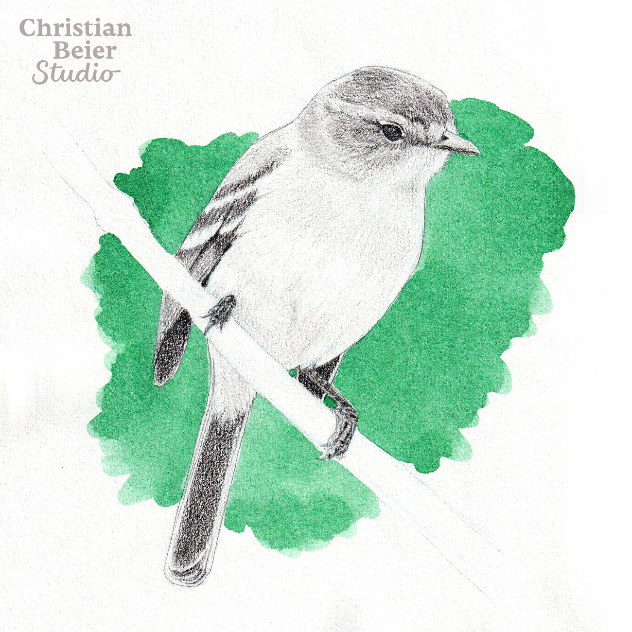 White-crested Tyrannulet (Serpophaga subcristata), 2021. Graphite and watercolor.