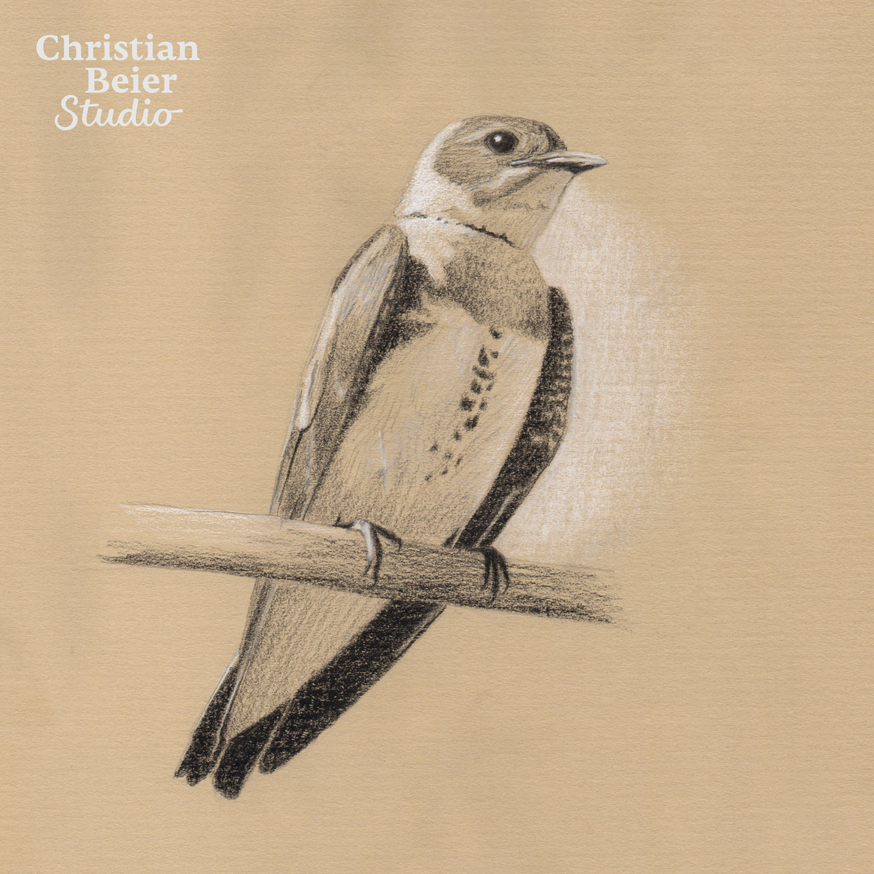 Brown-chested Martin (Progne tapera), 2019. Charcoal pencils on toned paper.