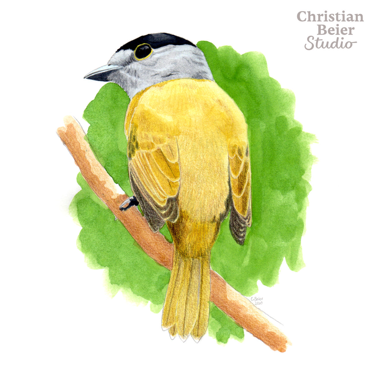 Green-backed Becard (Pachyramphus viridis), 2020. Watercolors.