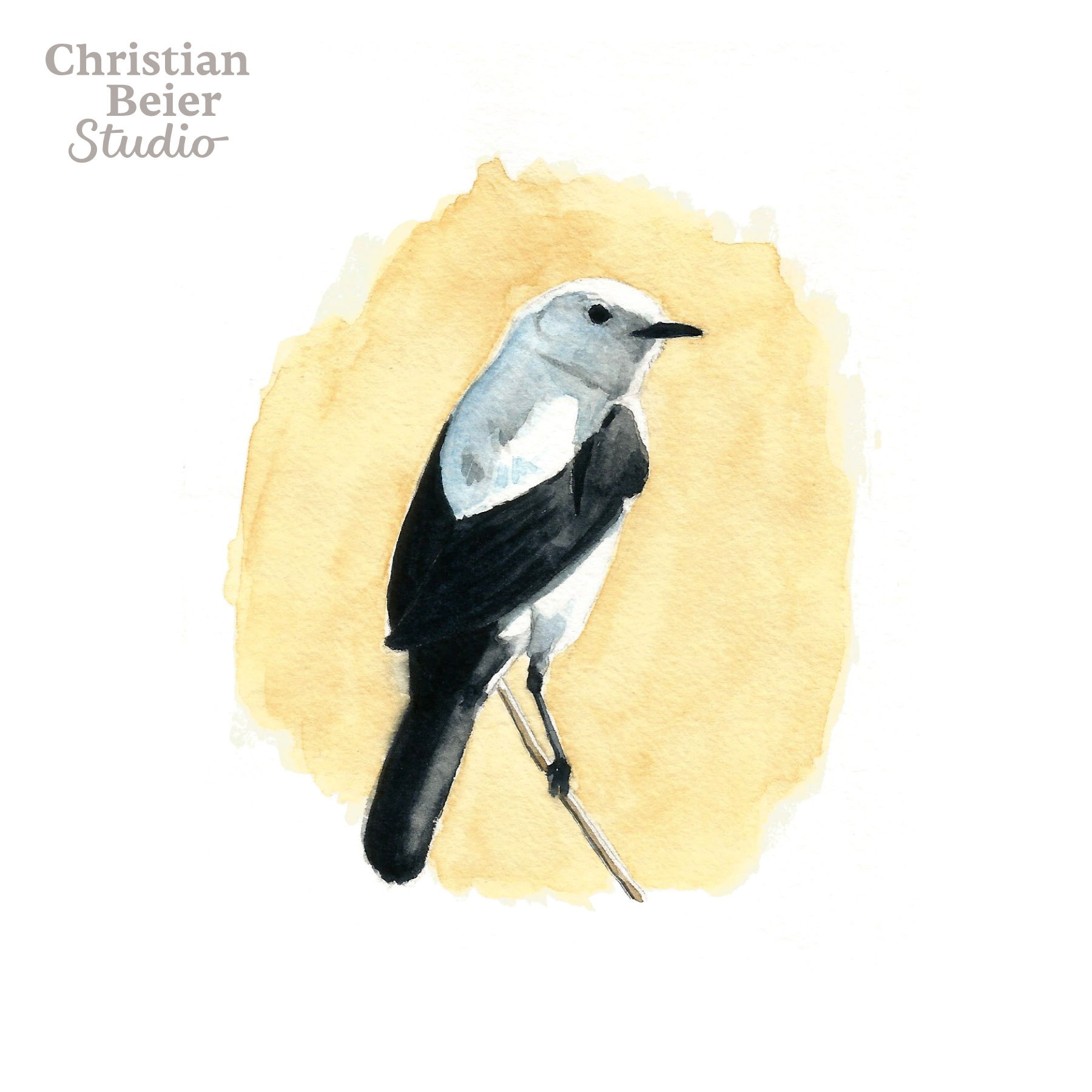 Black-and-white Monjita (Heteroxolmis dominicanus), 2018. Watercolors.