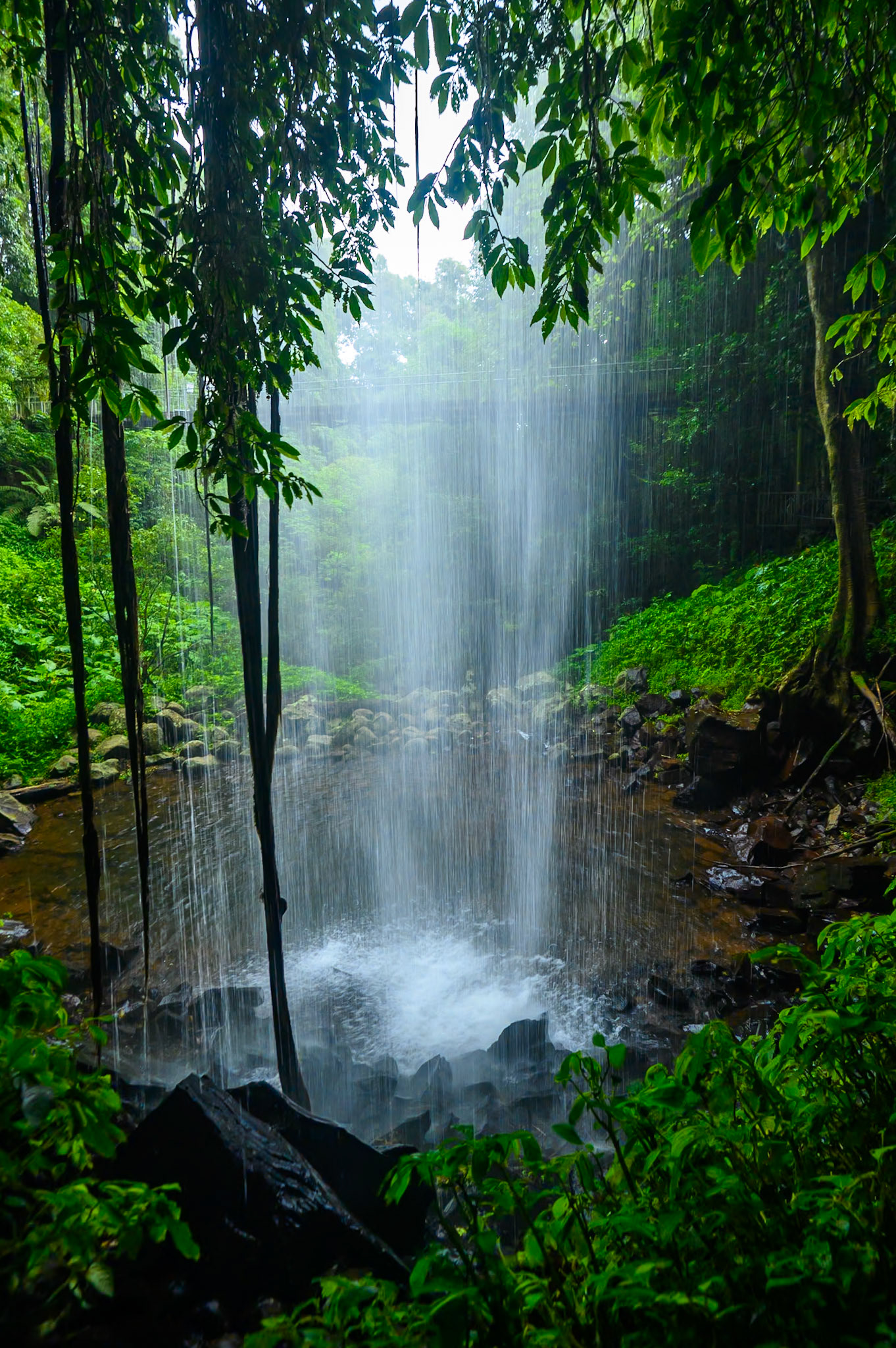 Crystal Shower Falls, Dorrigo NP NSW