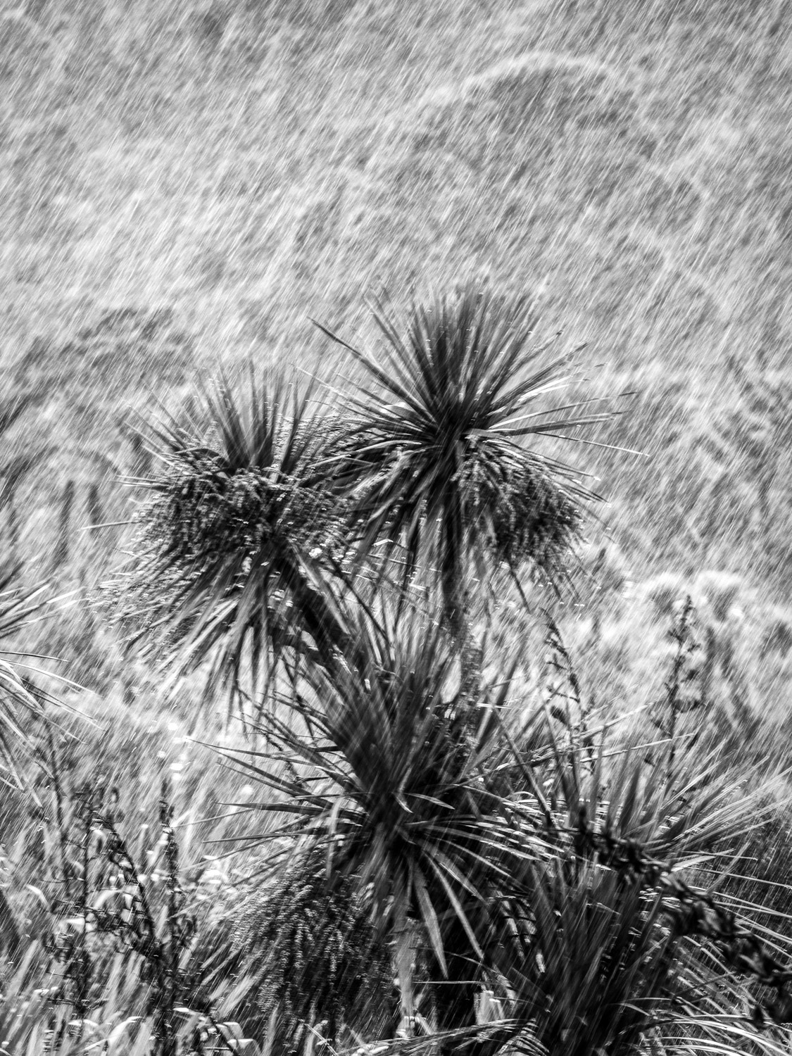 Which delivered a deluge.