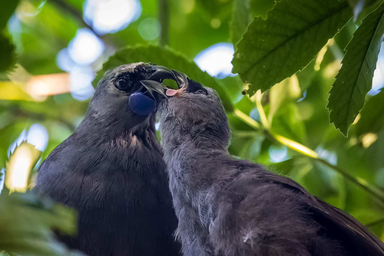 Kokao feeding chick - Kapiti Island