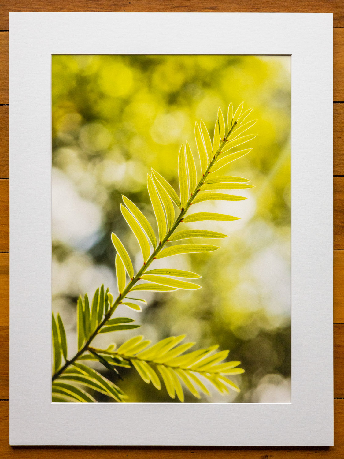 Reaching for the light. Miro leaves on the Milford Track.