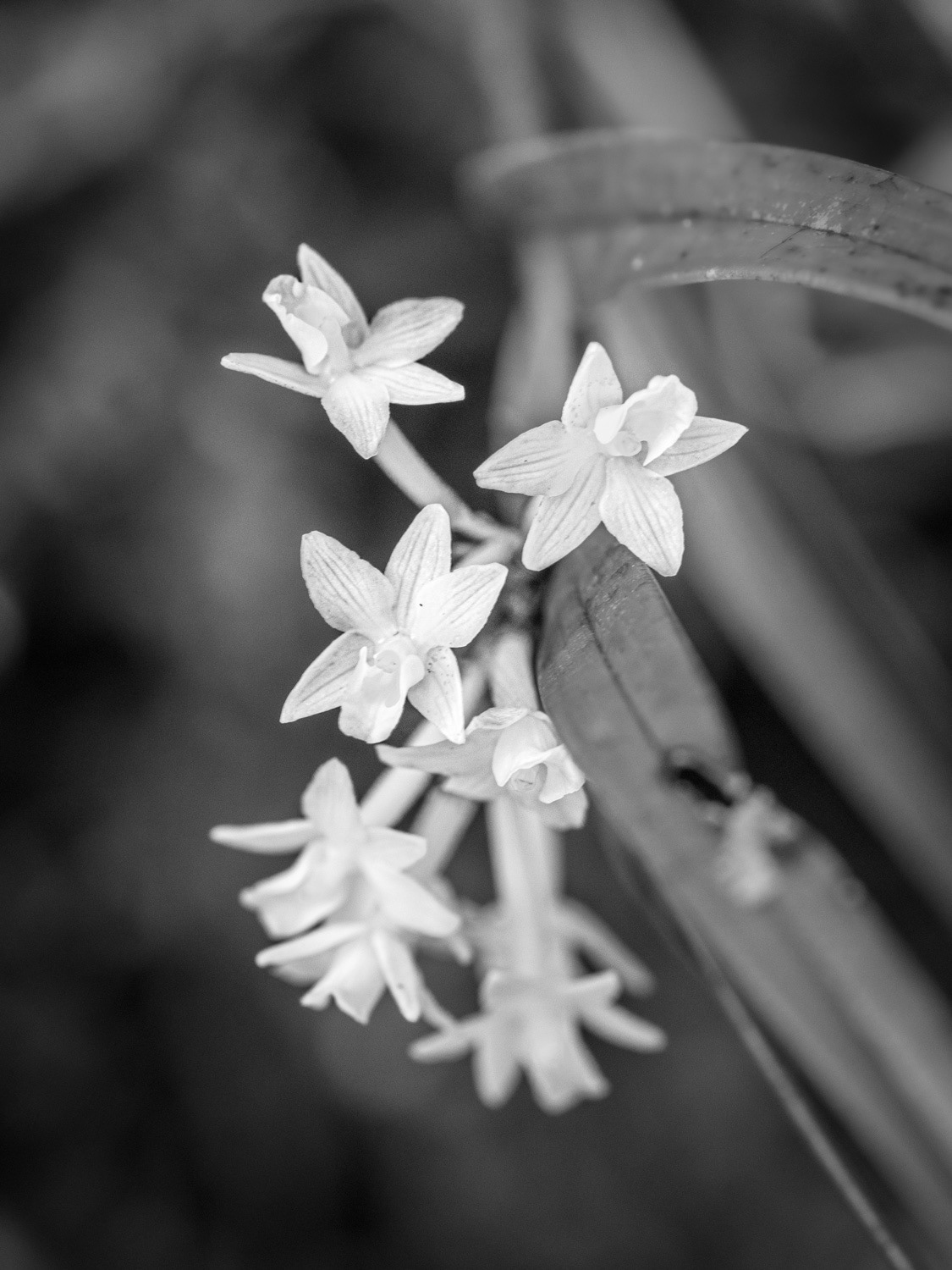 Easter orchid - Earina autumnalis