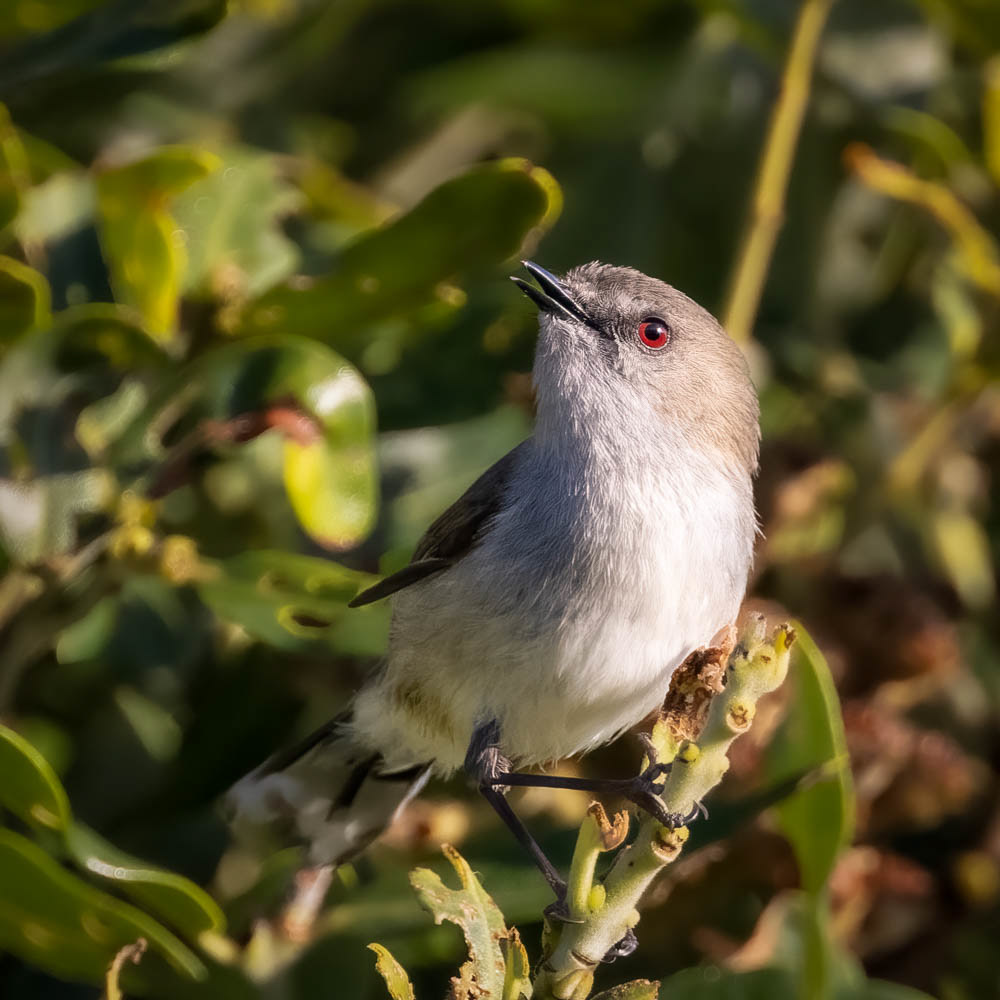Riroriro (grey warbler) - Waikanae