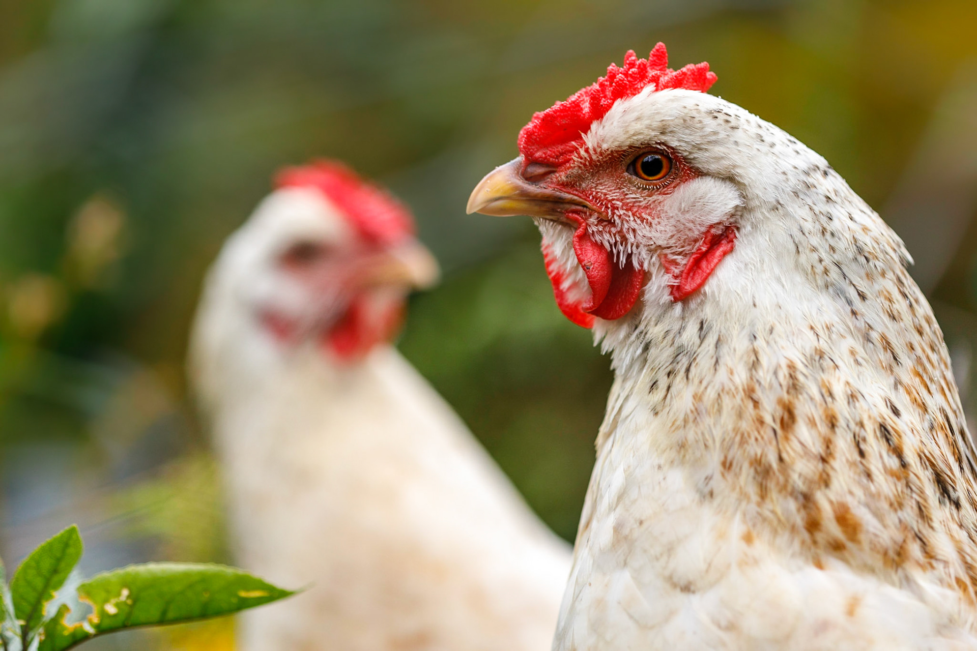 #6: Cheerful chooks: today is wet, cold and windy - today needs a cheery photo!