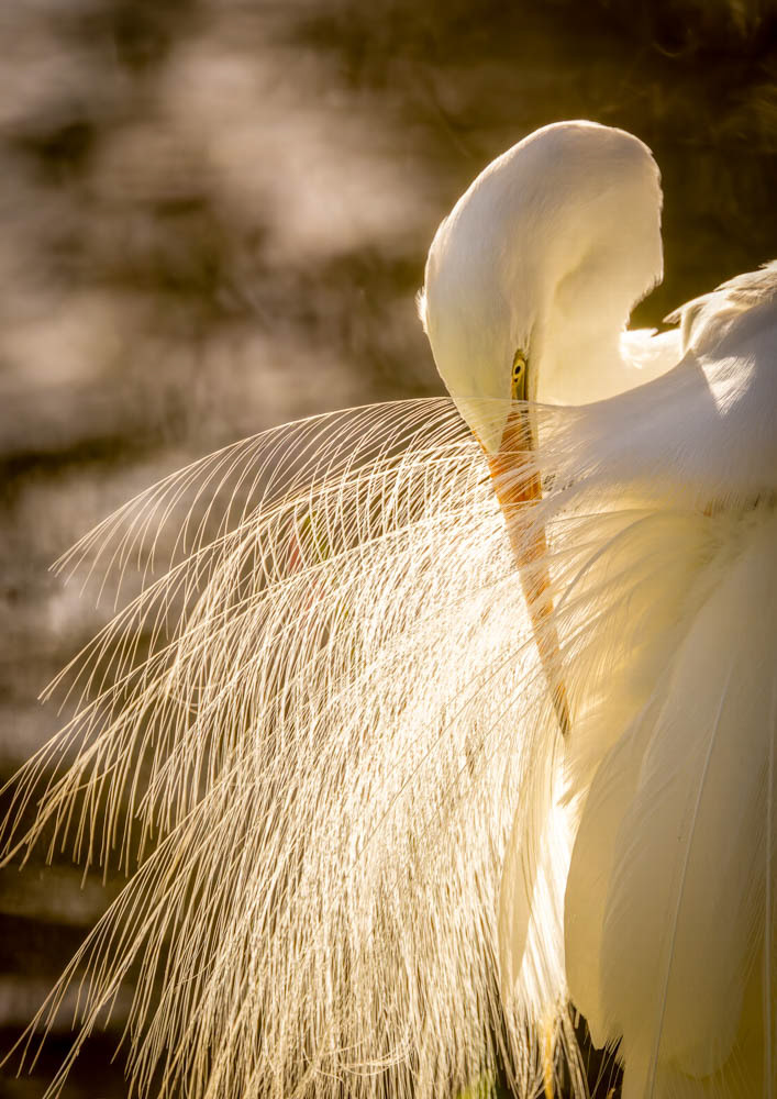 Kotuku (white heron) - Waikane eastuary