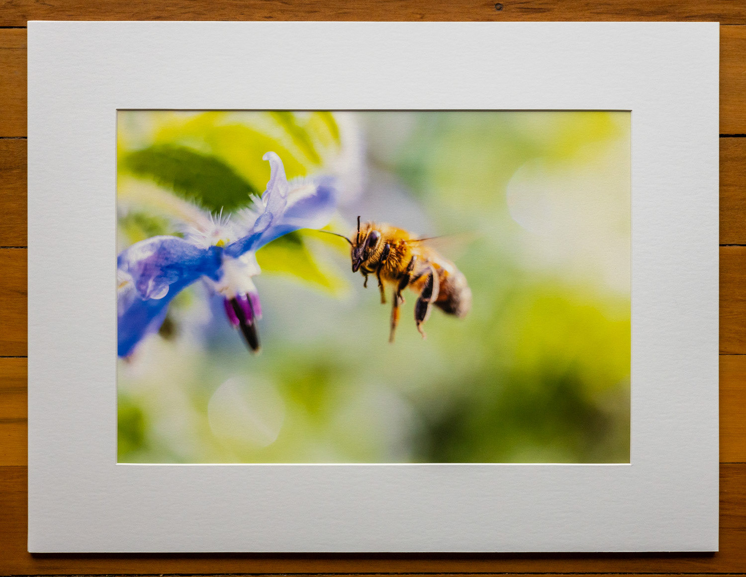 Nectar harvest. One of my honeybees landing on a borage flower in our garden. I used a very shallow depth of field (about a millimetre!) focused on the bee’s eye to present what I think a bee sees in a world full of colours.