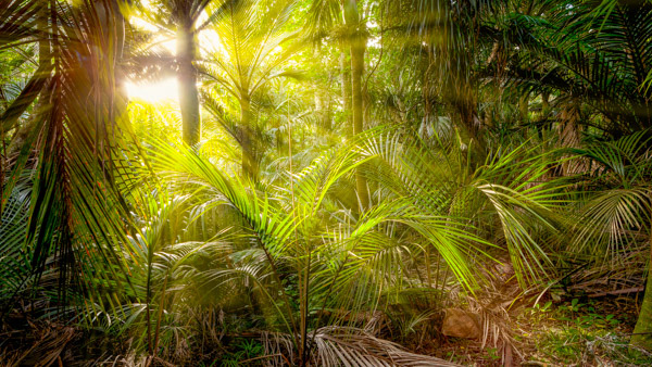Sunlit glade: Nikau Reserve, Paraparaumu