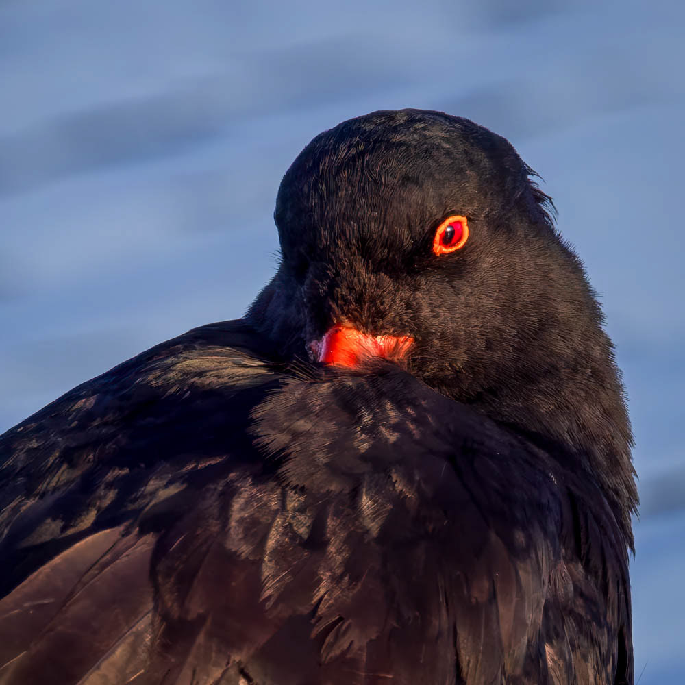 Tōrea-pango (variable oystercatcher) - Waikanae estuary