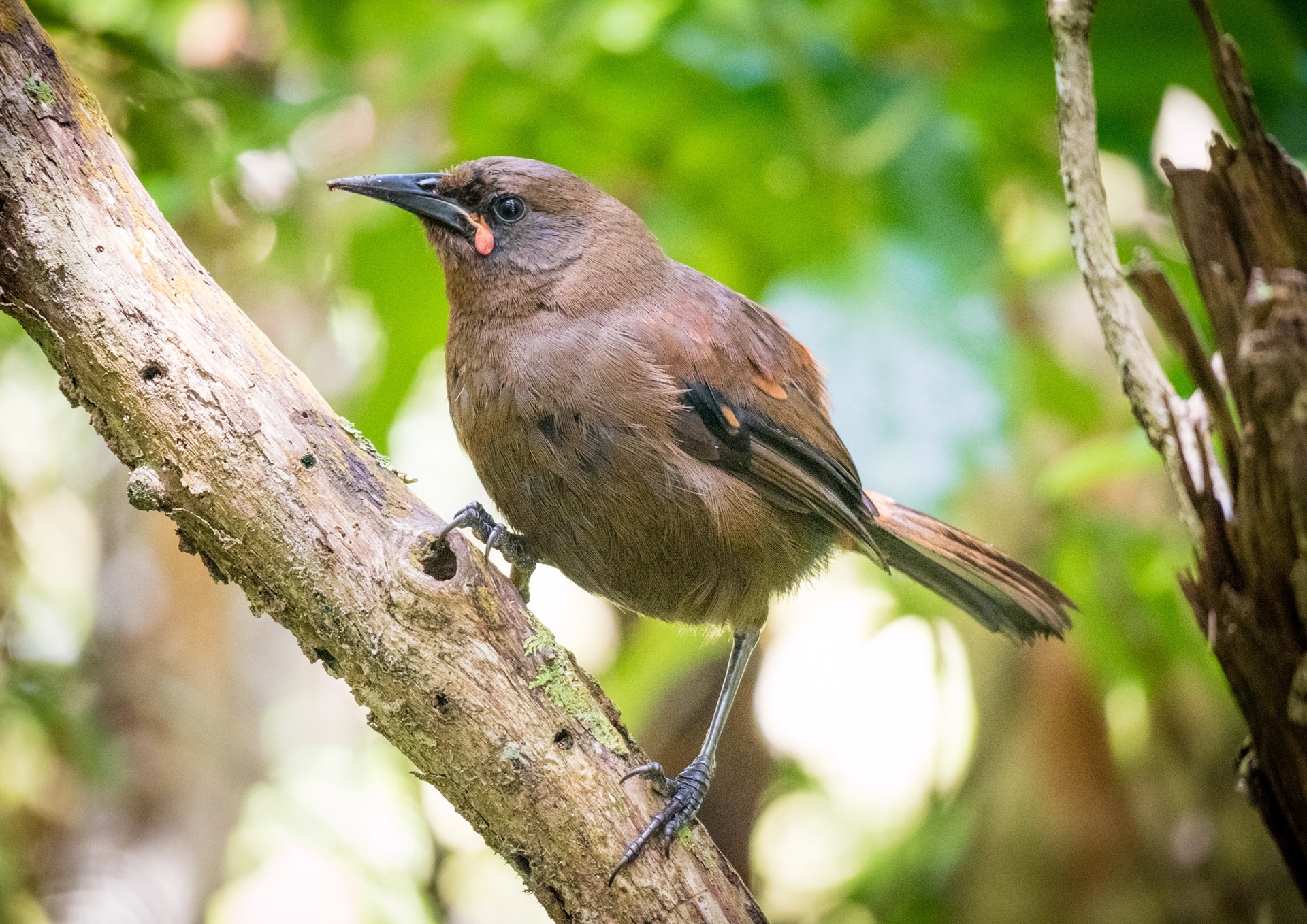 Young stitchbird / hihi - Rakiura / Stewart Island