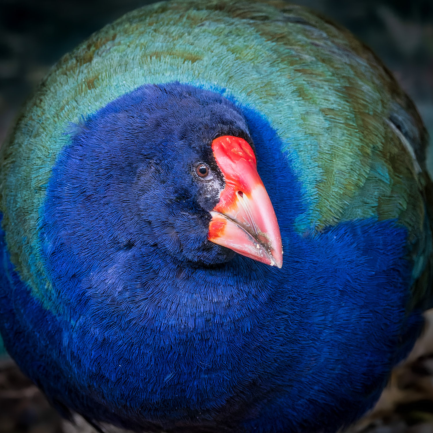 Takahe - Zealandia