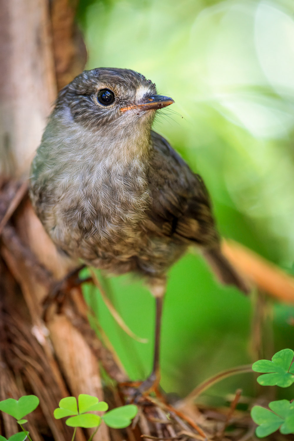 Toutouwai / North Island robin - Zealandia