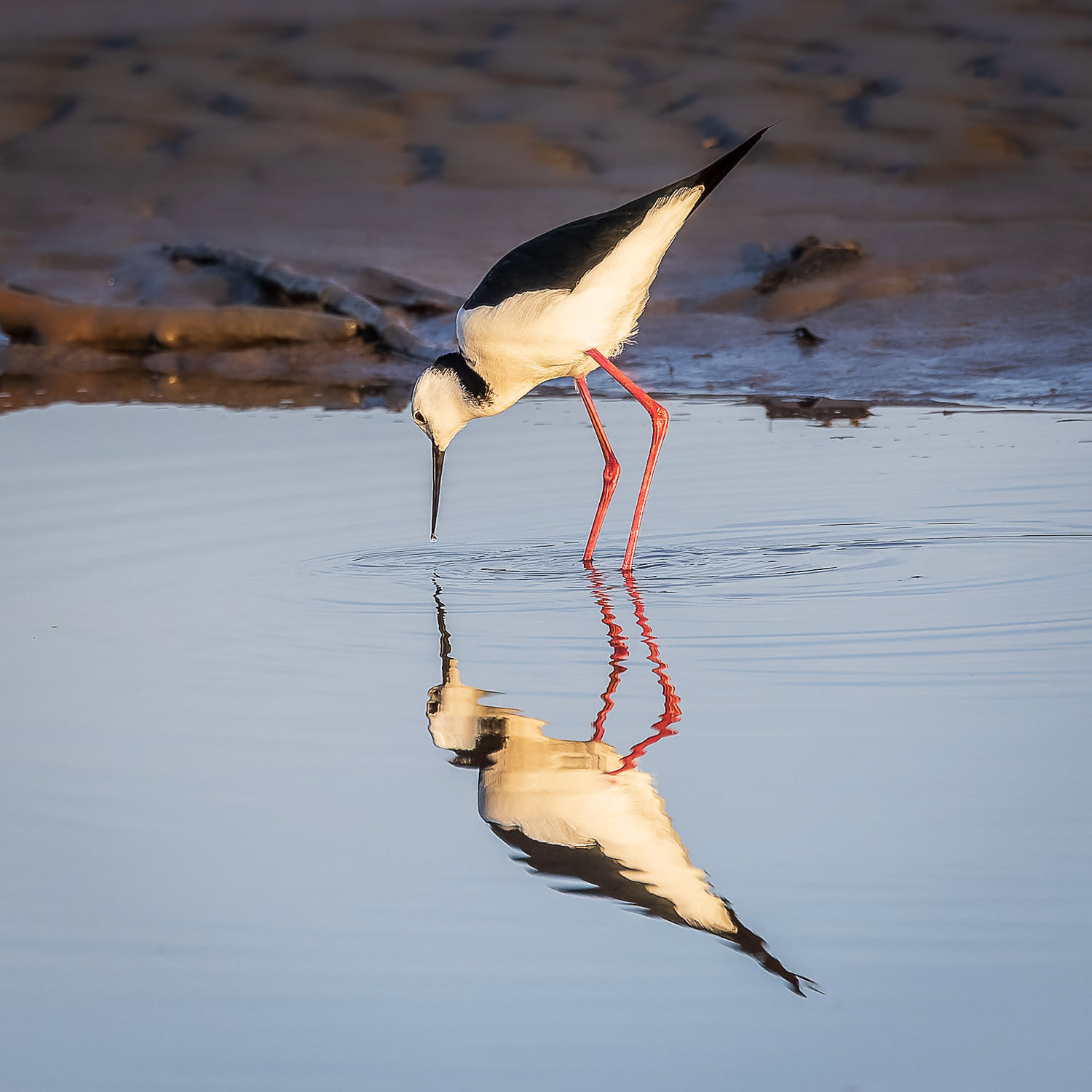 Poaka / pied stilt - Waikanae Estuary