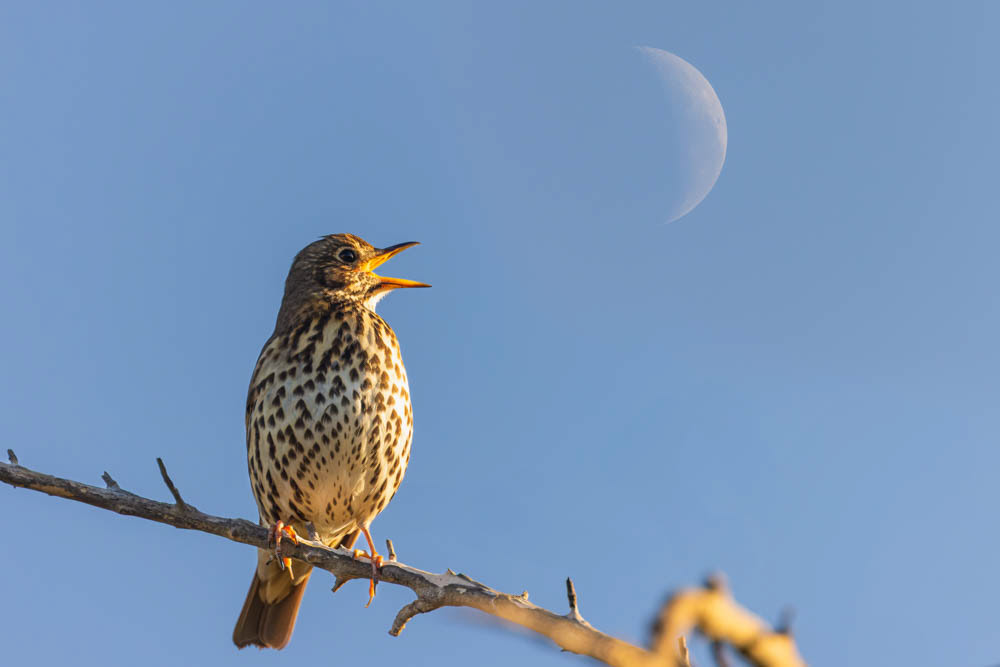 Song thrush - Waikanae