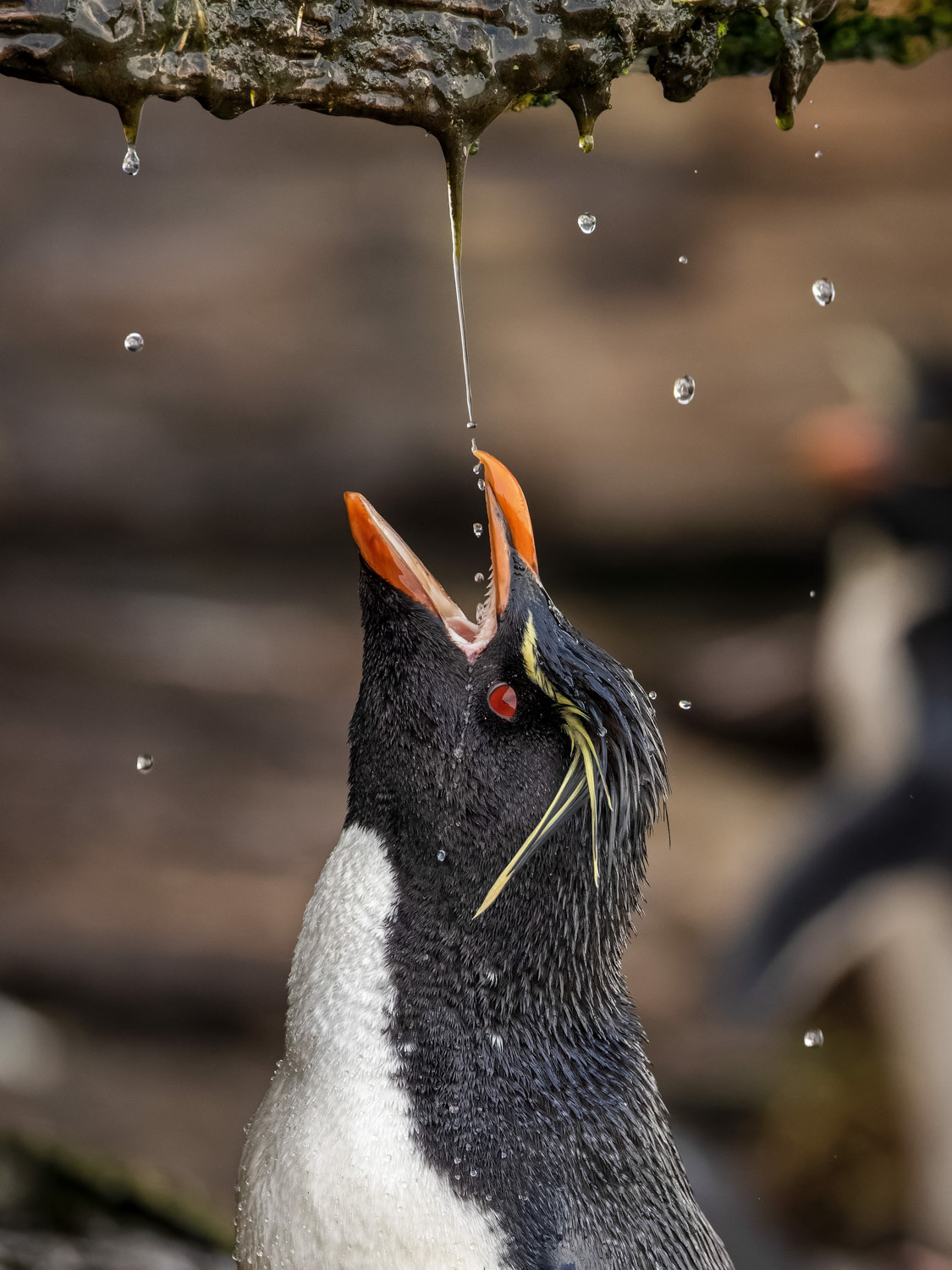 Rockhopper penguin taking a shower, Saunders Island, the Falklands.